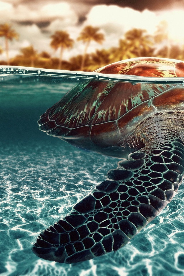 Turtle Wallpapers For Mac - HD Wallpaper 