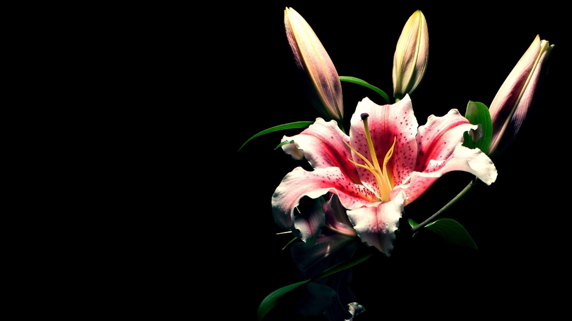 Preview Wallpaper Lily, Flower, Bud, Black Background - Lily Backgrounds - HD Wallpaper 