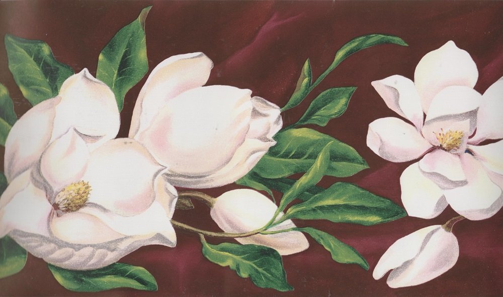 Magnolia - HD Wallpaper 