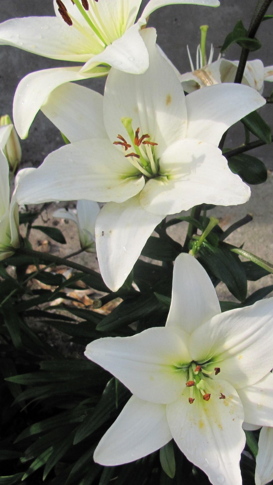 Wallpaper Lily, Flowers, White, Flowerbed, Bud, Green - White Lily Wallpaper Iphone - HD Wallpaper 