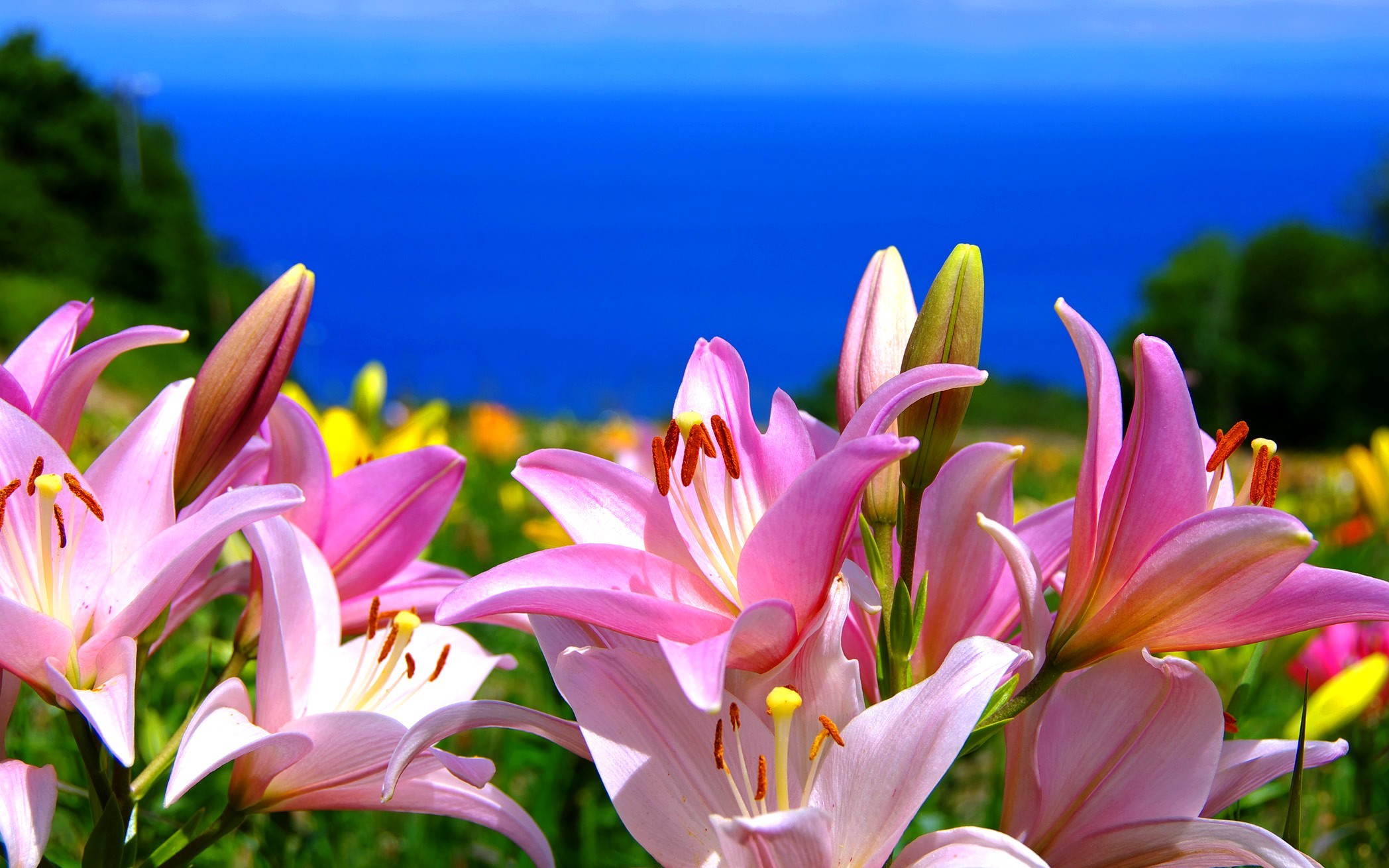 2096x1310, Wallpaper 
 Data Id 215696 
 Data Src /walls/full/a/8/f/215696 - Background Stargazer Lily - HD Wallpaper 
