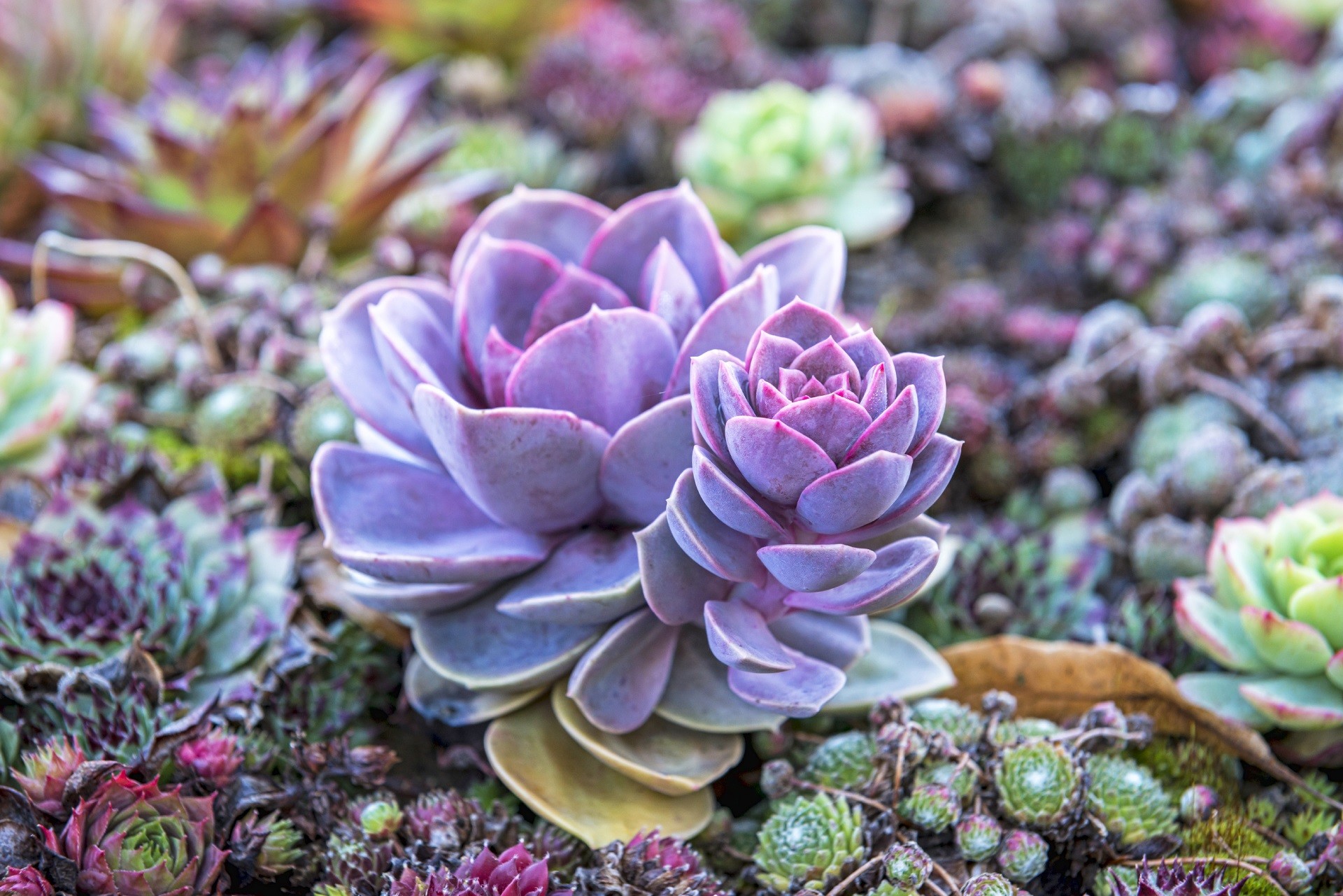 Featured image of post Desktop Background Succulent Wallpaper : Find your perfect background for your phone, desktop, website or more!