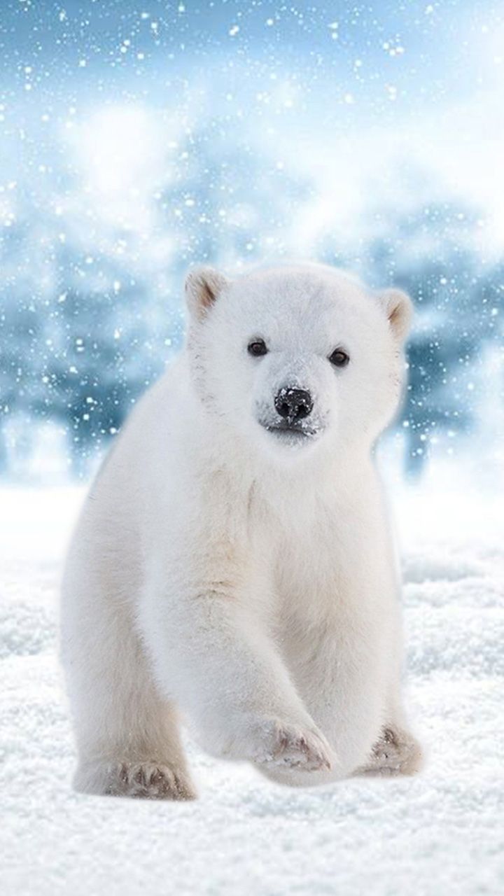 Polar Bear - HD Wallpaper 