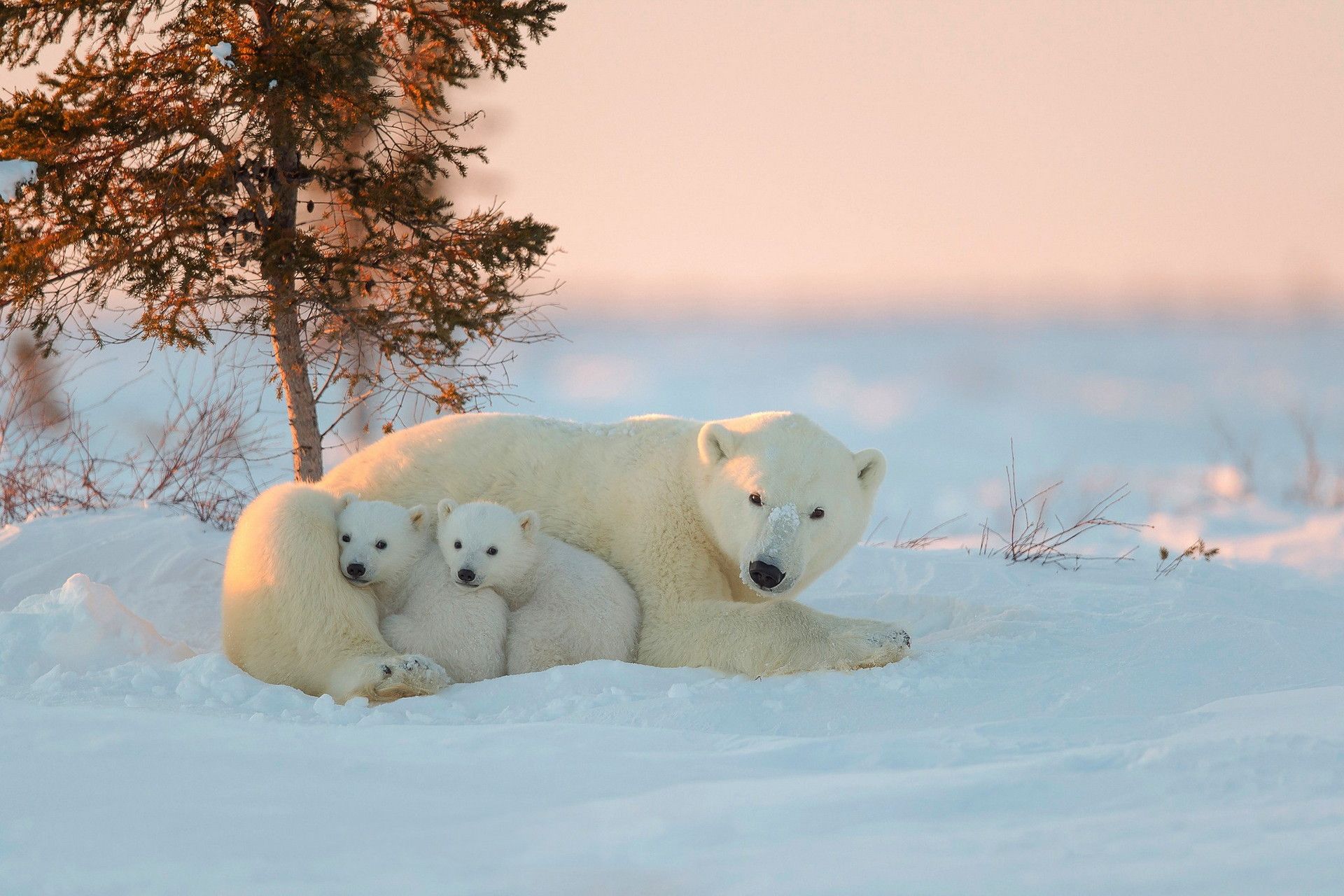 Baby Polar Bear Wallpaper Hd - HD Wallpaper 