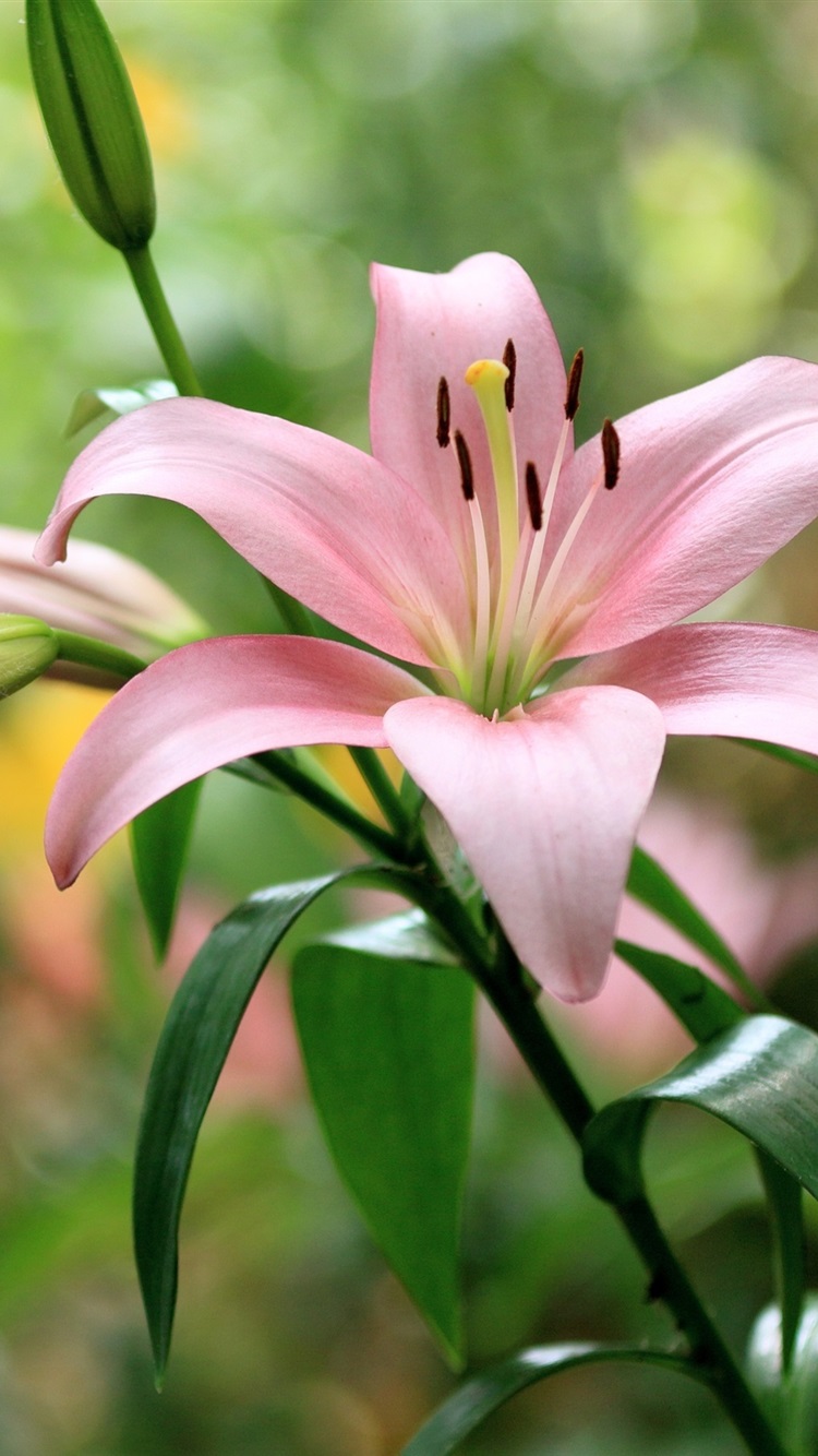 Lily Flower Iphone - HD Wallpaper 