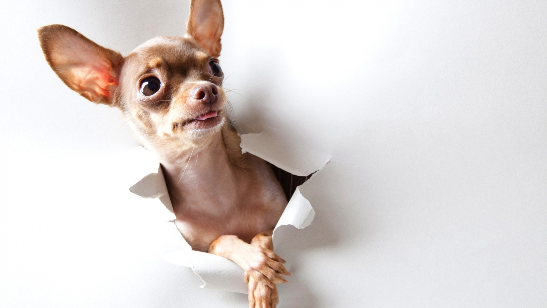 1920x1080, Animals Curious Dogs Chihuahua Wallpaper - Chihuahua Wallpaper Hd - HD Wallpaper 