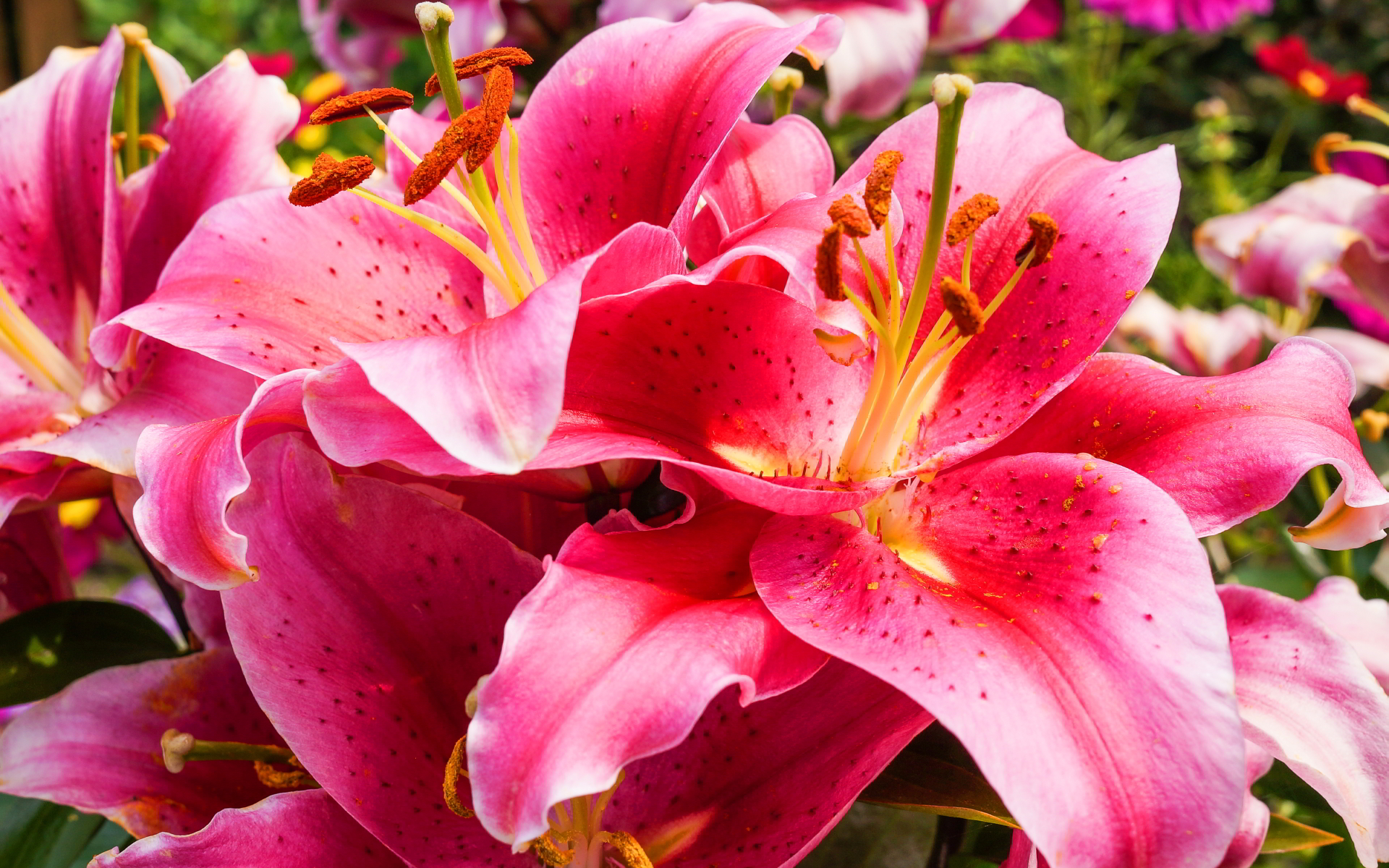 Lily Flower Backgrounds - HD Wallpaper 