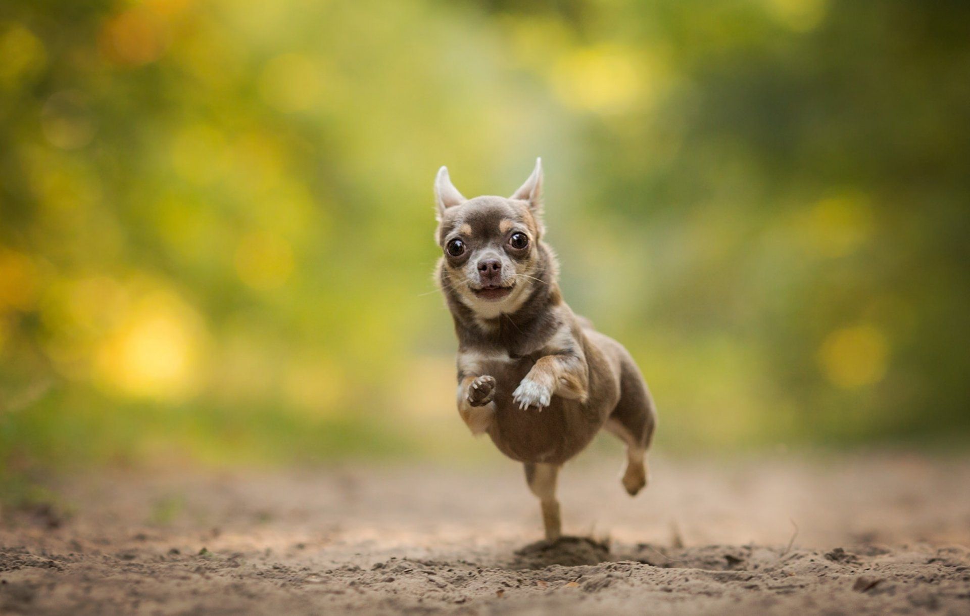 Chihuahua Desktop Background - HD Wallpaper 