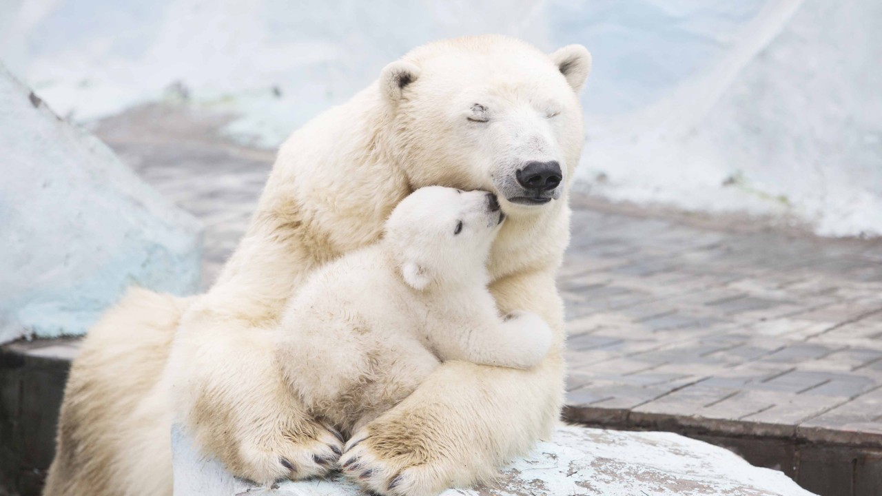 Polar Bear - HD Wallpaper 
