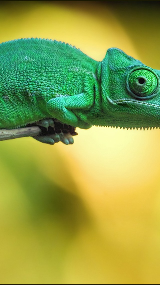 Chameleon, 4k - El Camaleon - HD Wallpaper 