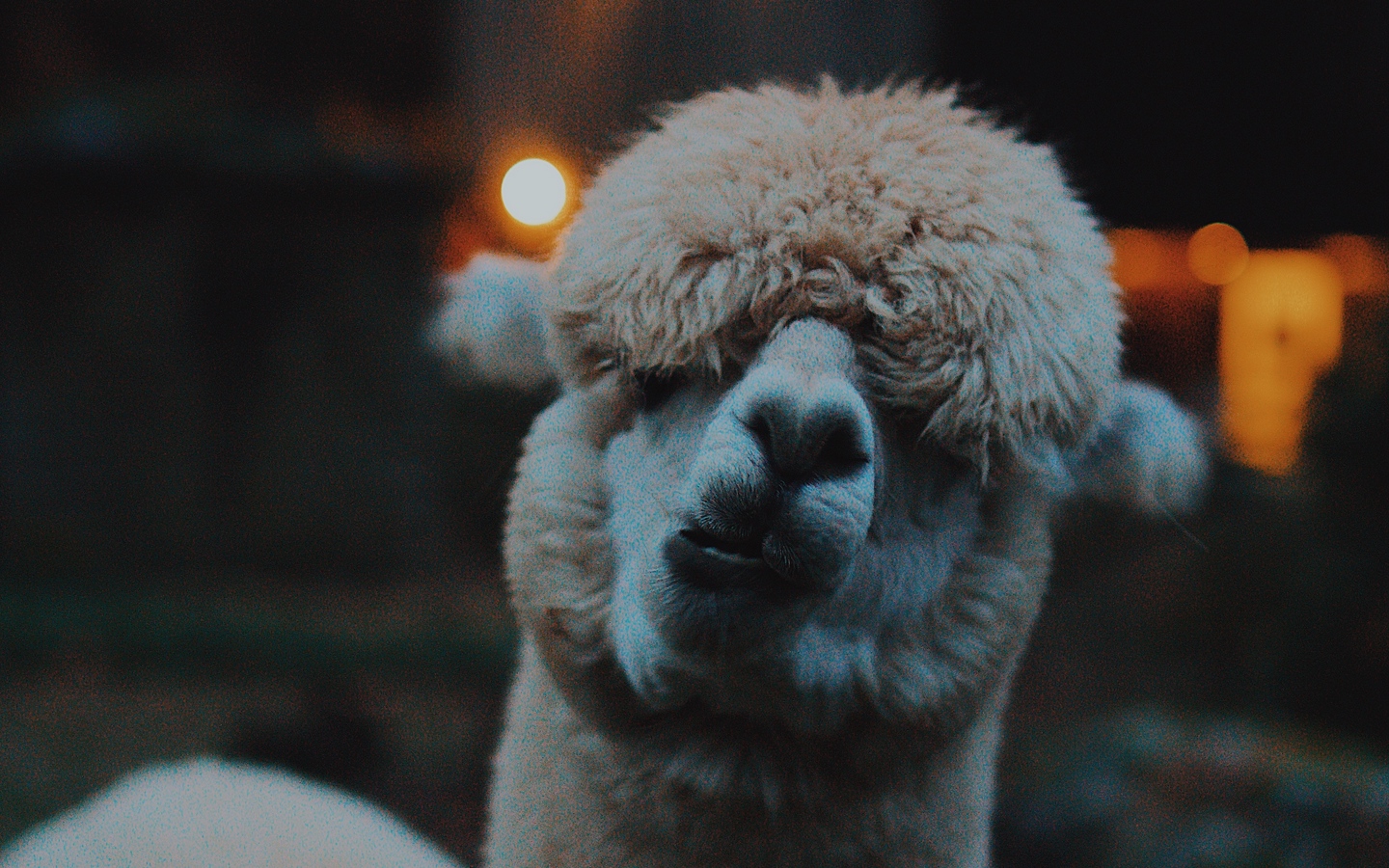 Wallpaper Lama, Llama, Funny, Camel, Emotions - Lama Hd - HD Wallpaper 