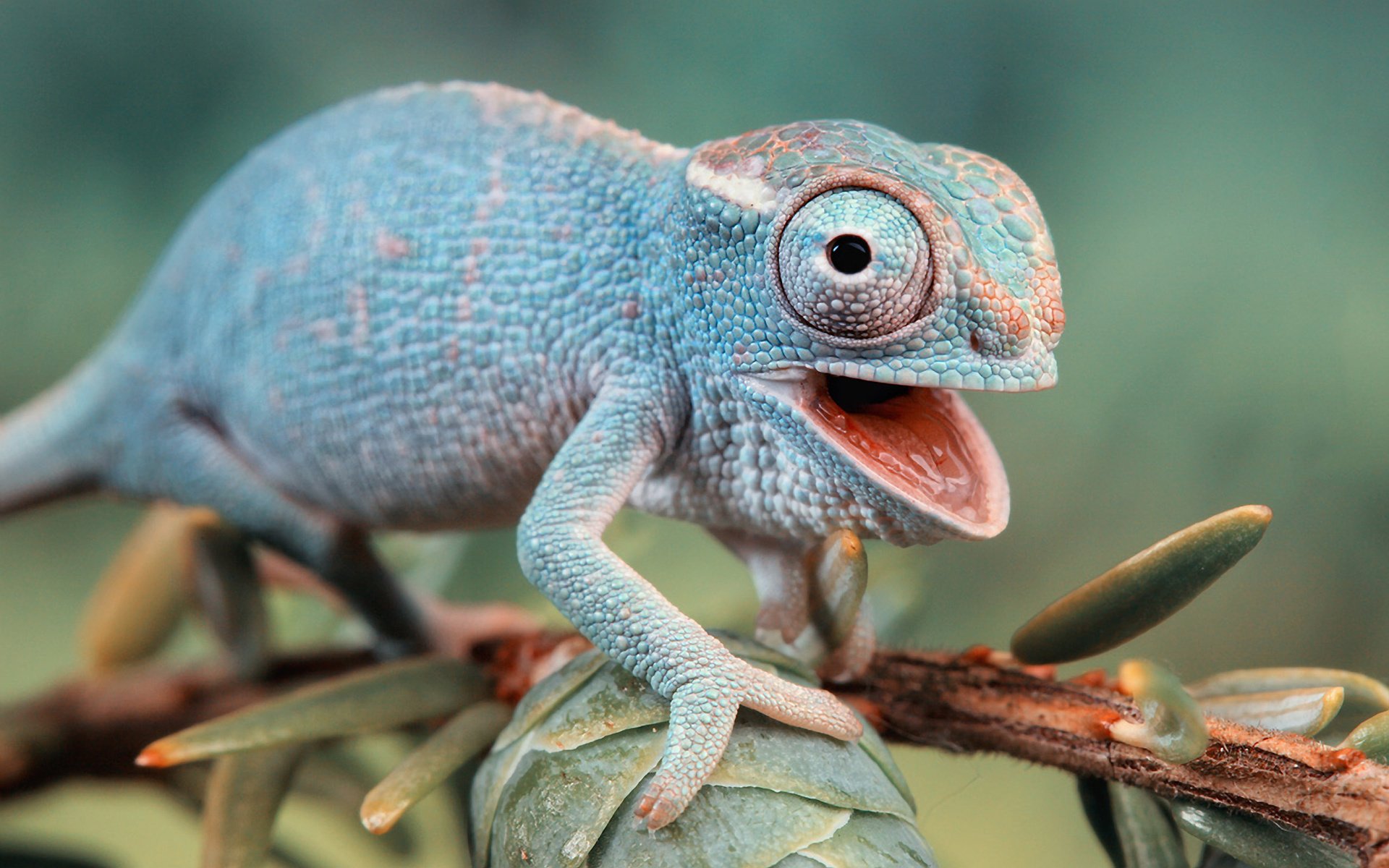 Reptiles Hd - HD Wallpaper 
