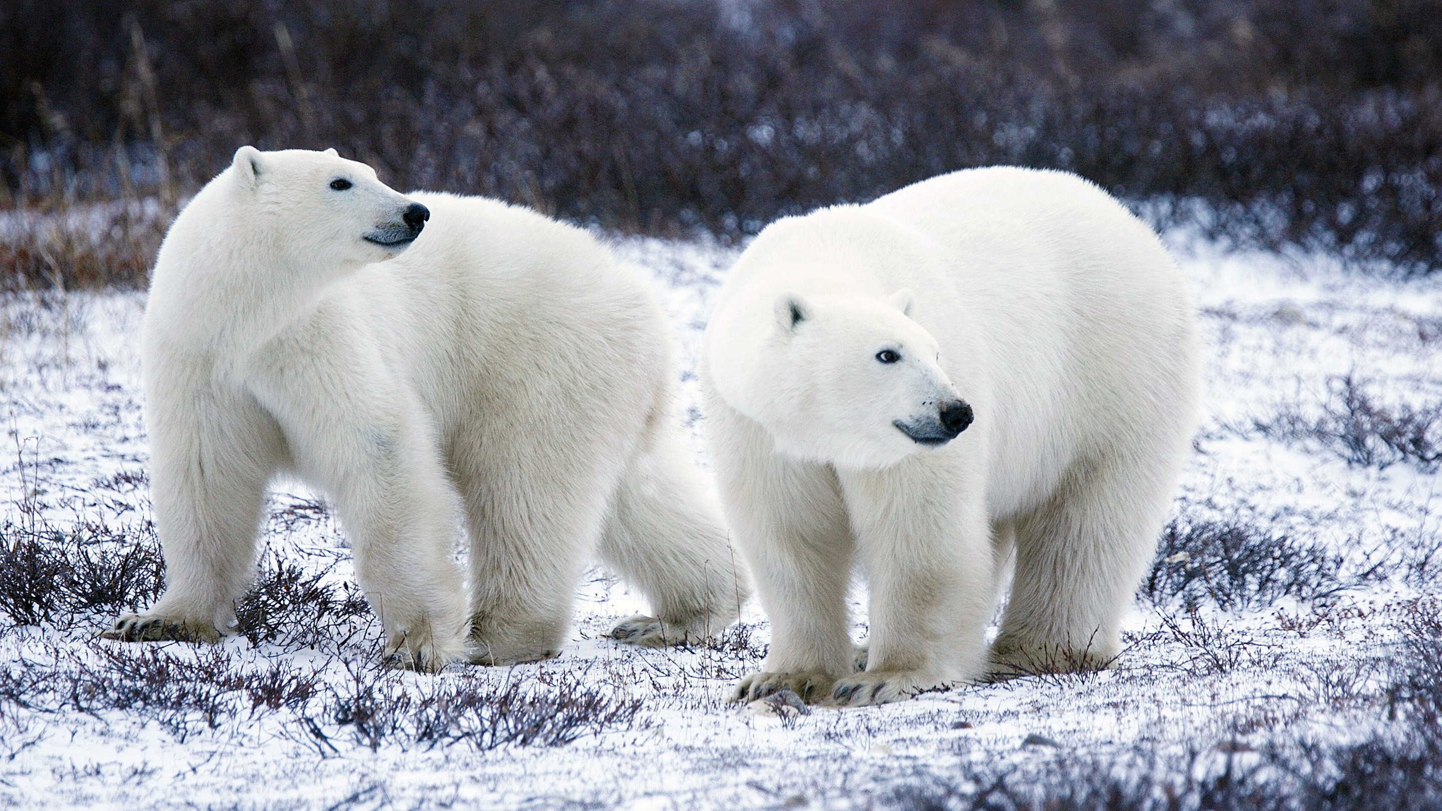 Animal Polar Bear Wallpaper - Full Hd Polar Bear - HD Wallpaper 
