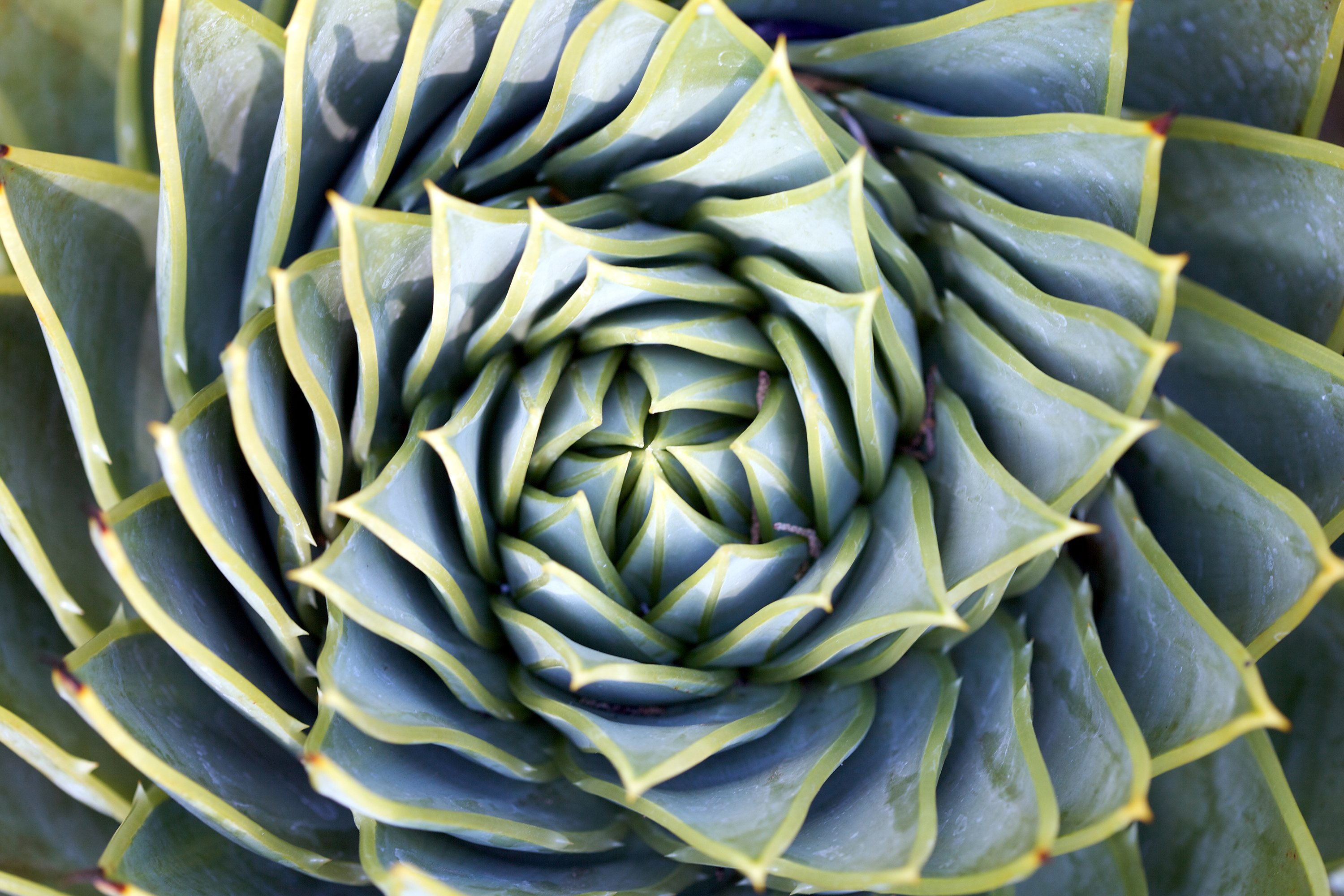 Spiral Succulent Hd Wallpaper - Tree Fractals In Nature - HD Wallpaper 