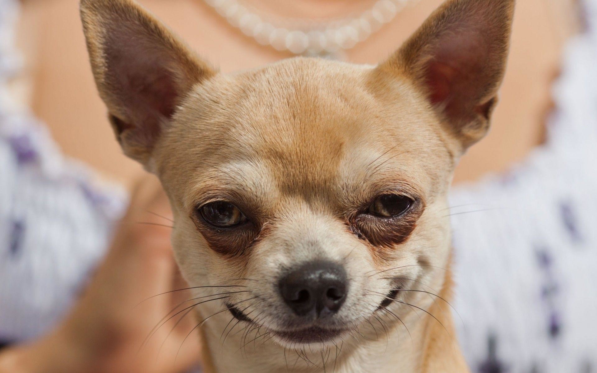 Puppies Chihuahua - Perros Con Cara Graciosa - HD Wallpaper 
