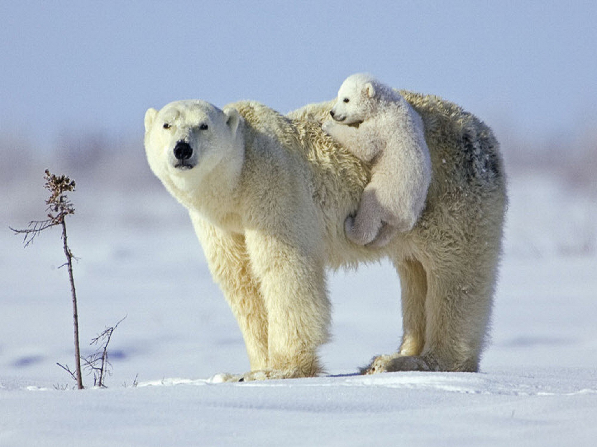 Polar Bear With Baby - HD Wallpaper 