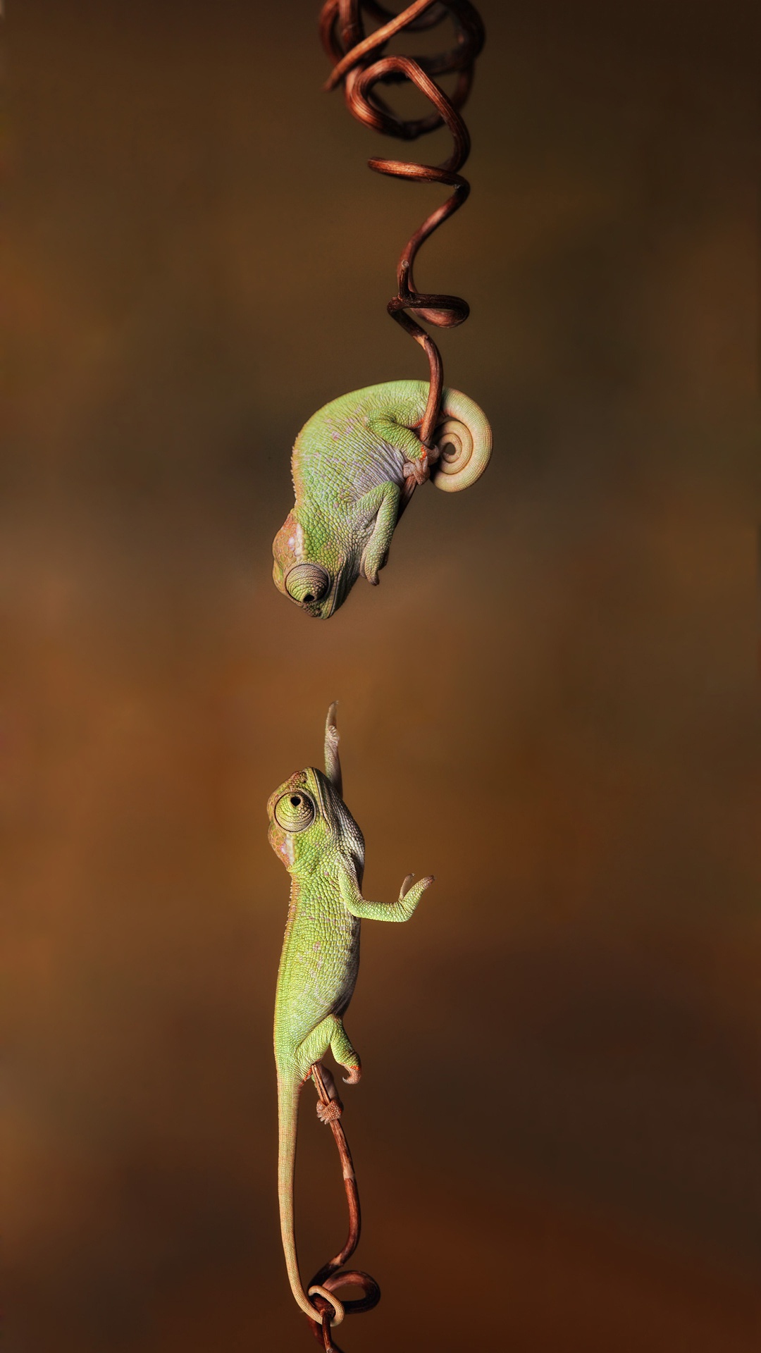 Cute Chameleon Iphone Wallpaper Resolution - Chameleon Wallpaper Iphone - HD Wallpaper 