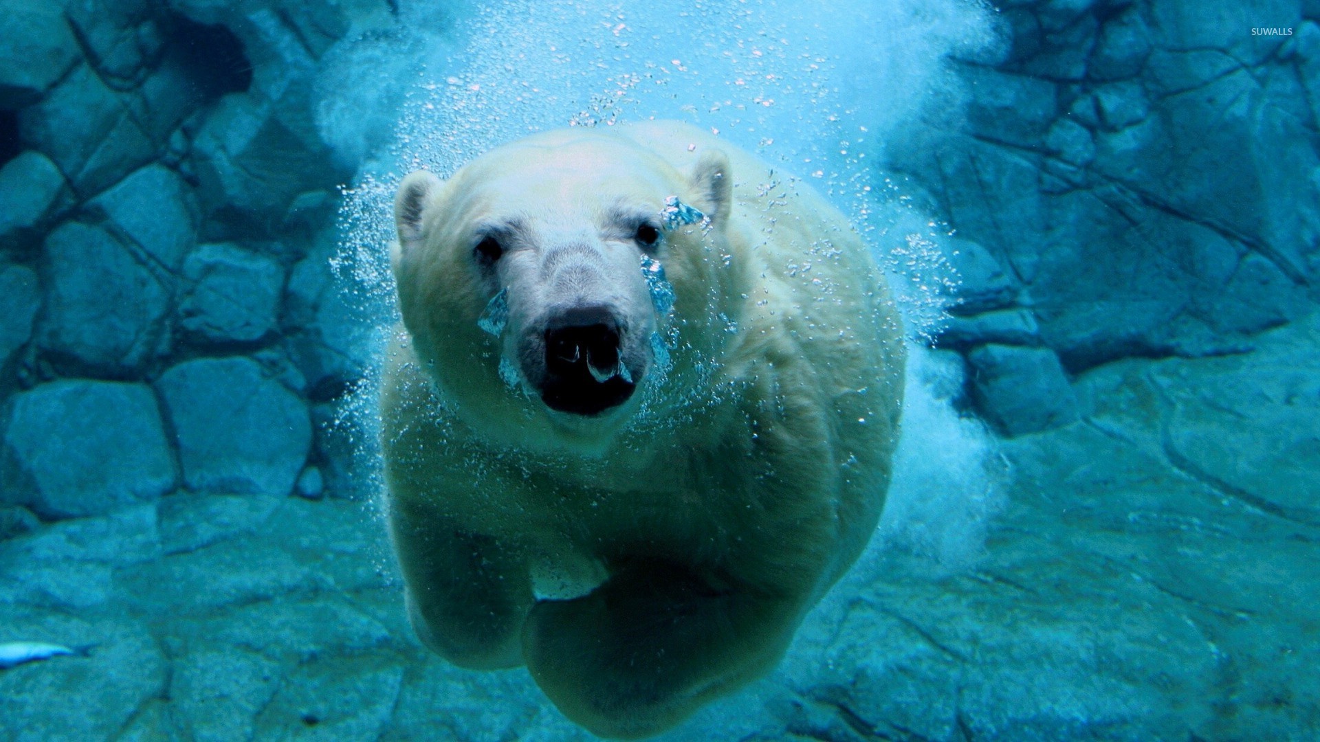 Cute Polar Bear Wallpaper For Mac - Polar Bear Wallpaper Hd - HD Wallpaper 