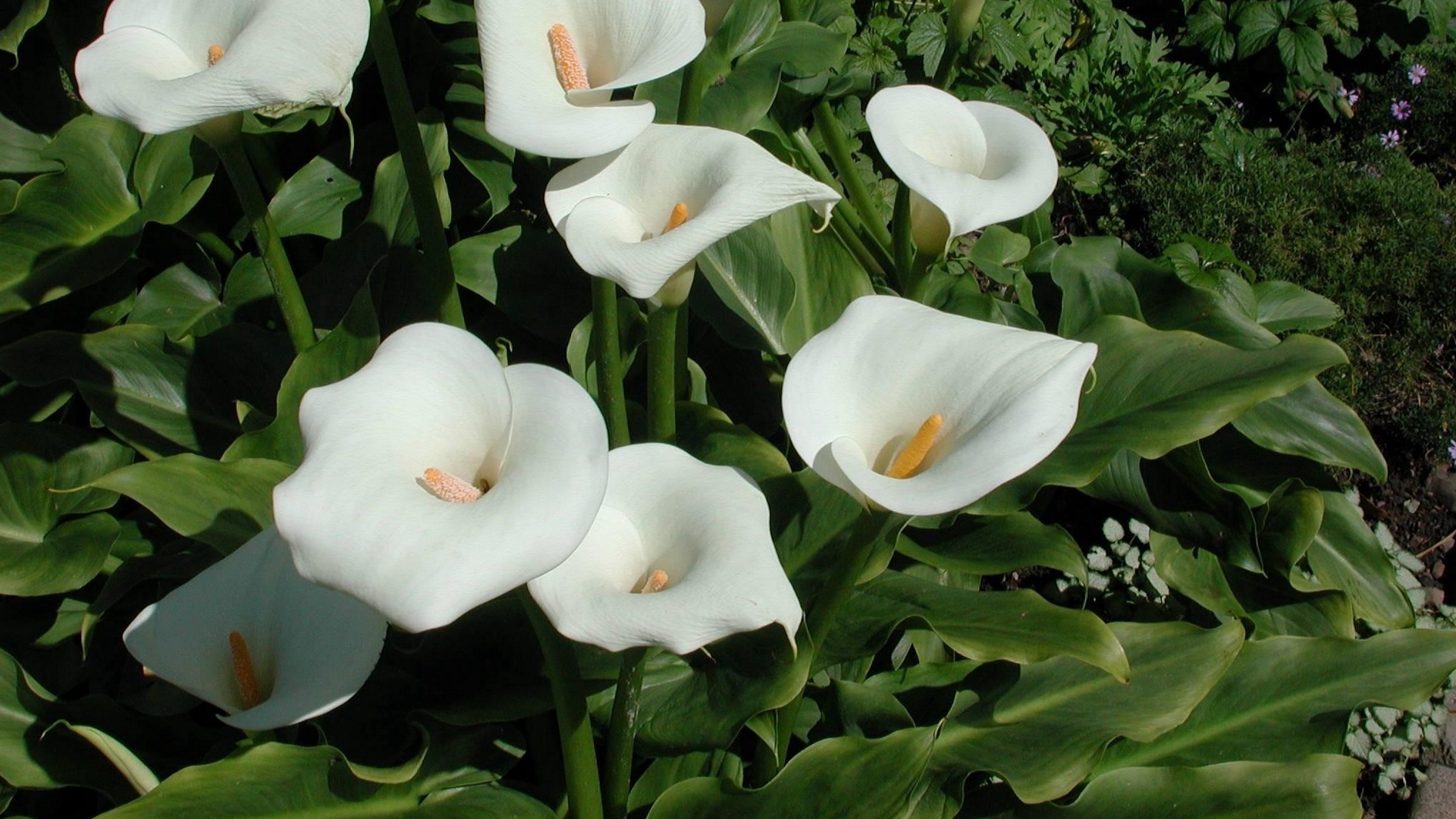 Calla Lilies Flowers Hd Wallpaper - Lilies For The Garden - HD Wallpaper 