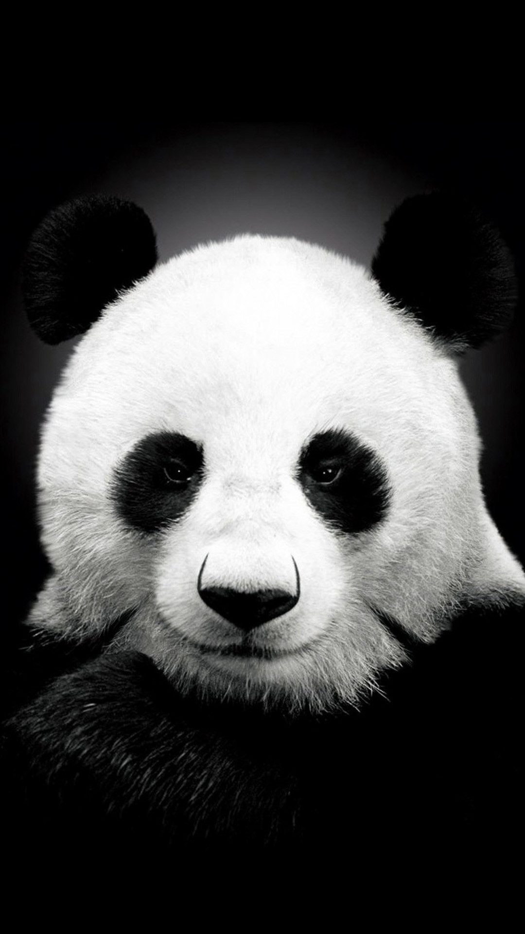 1080x1920, Panda 
 Data Id 110635 
 Data Src /walls/full/6/b/b/110635 - Panda Black And White - HD Wallpaper 