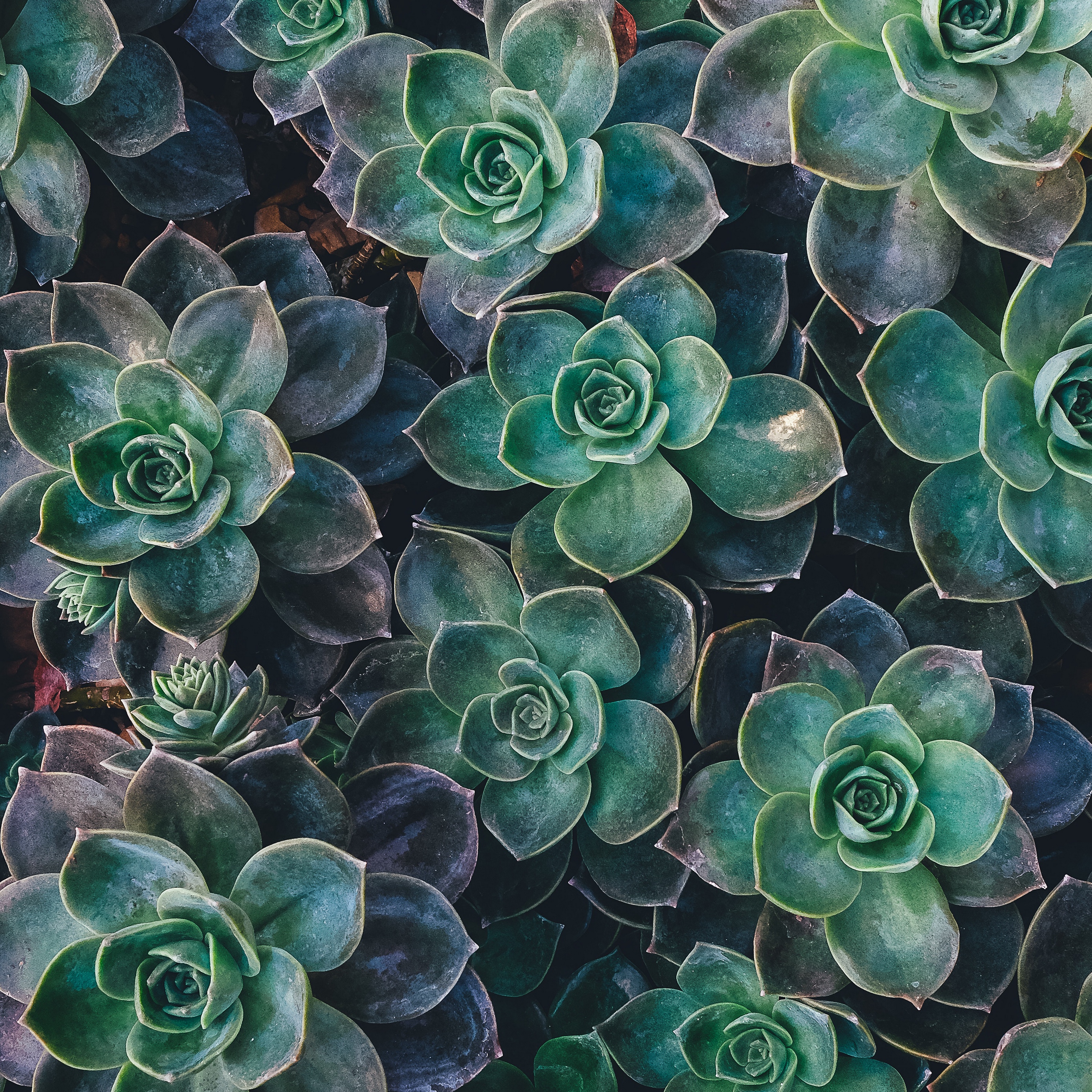 Wallpaper Echeveria, Succulents, Plant - Succulent Plant - HD Wallpaper 