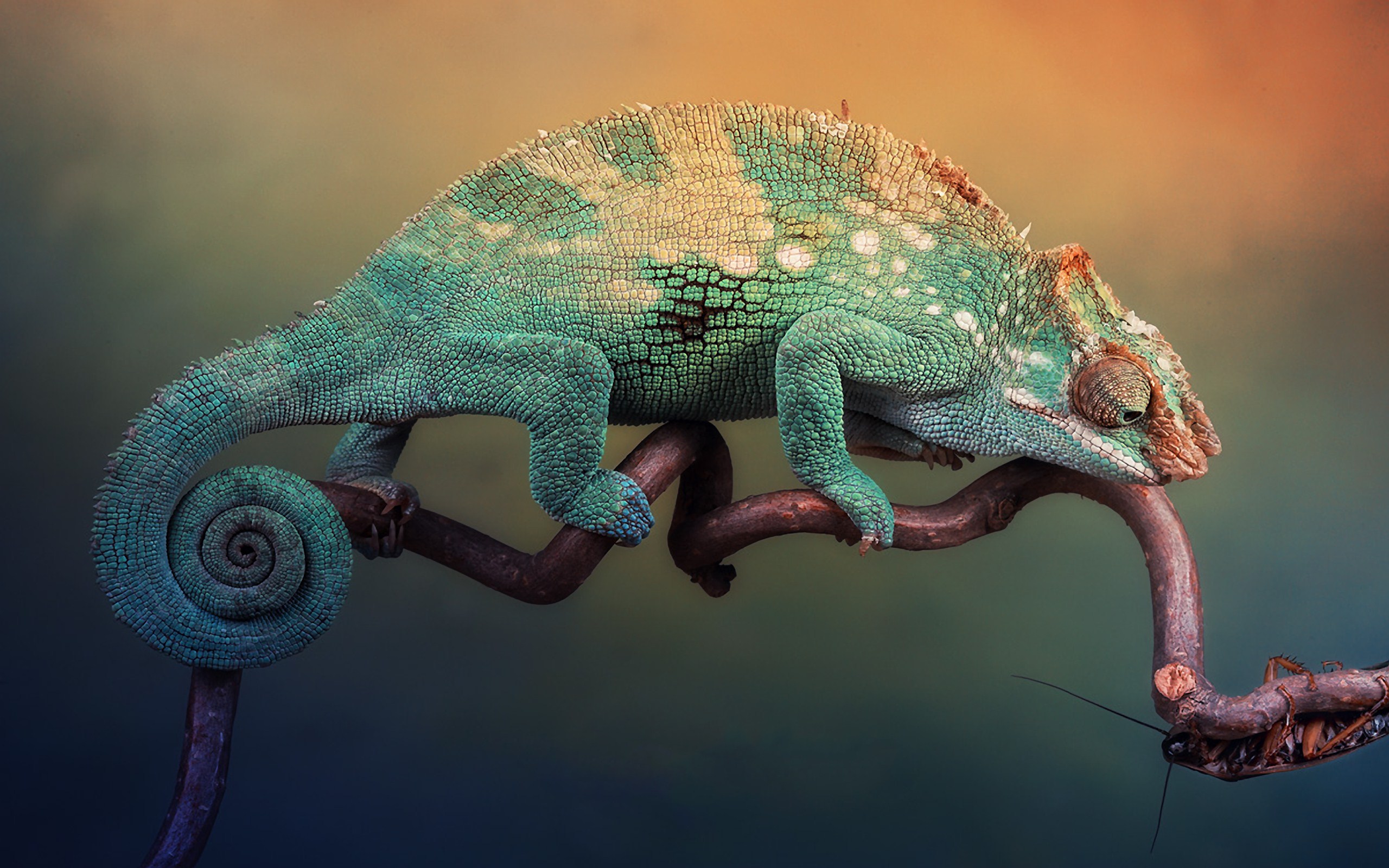 Chameleon Wallpaper - HD Wallpaper 