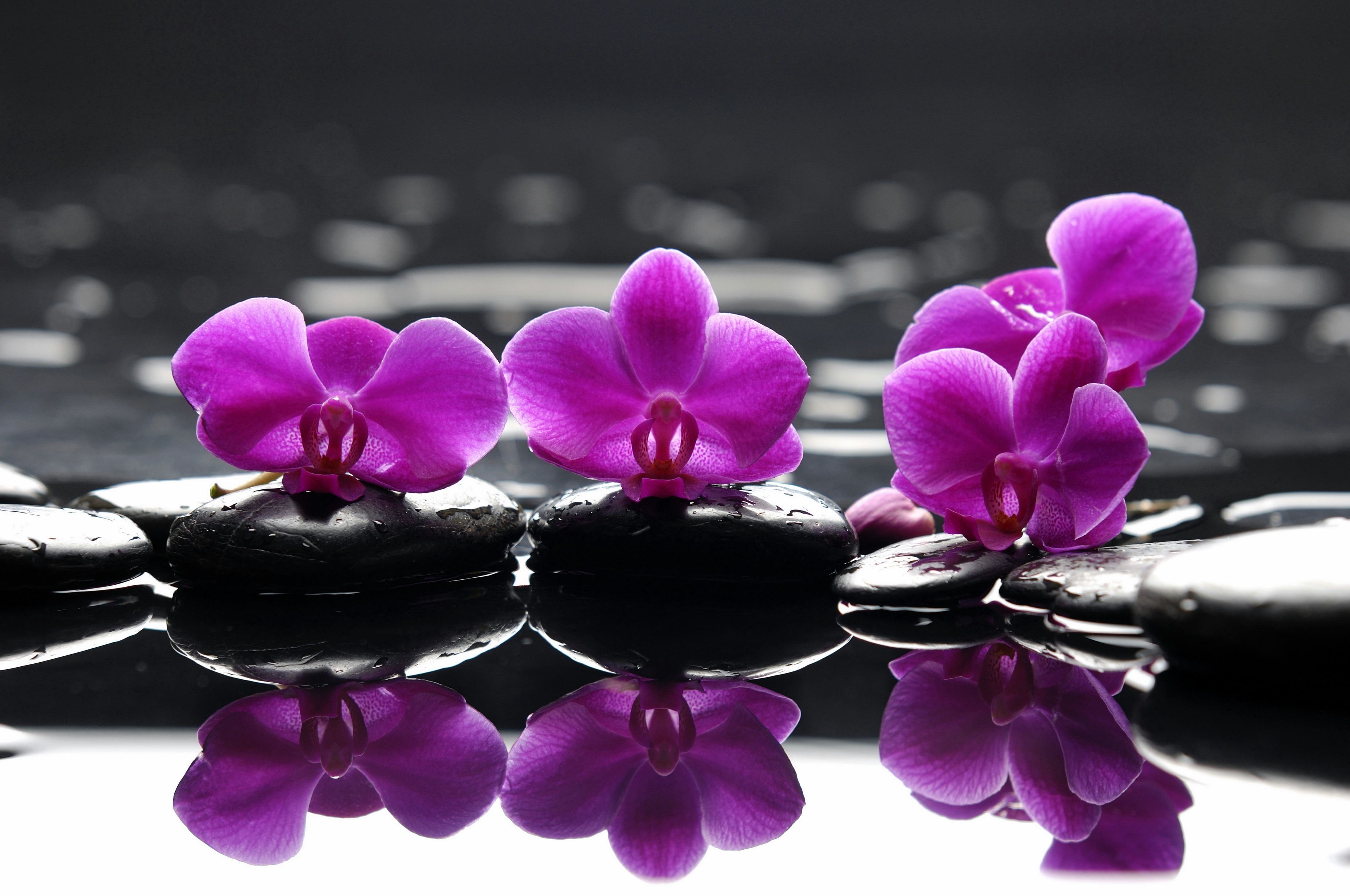 Orchids Zen - HD Wallpaper 