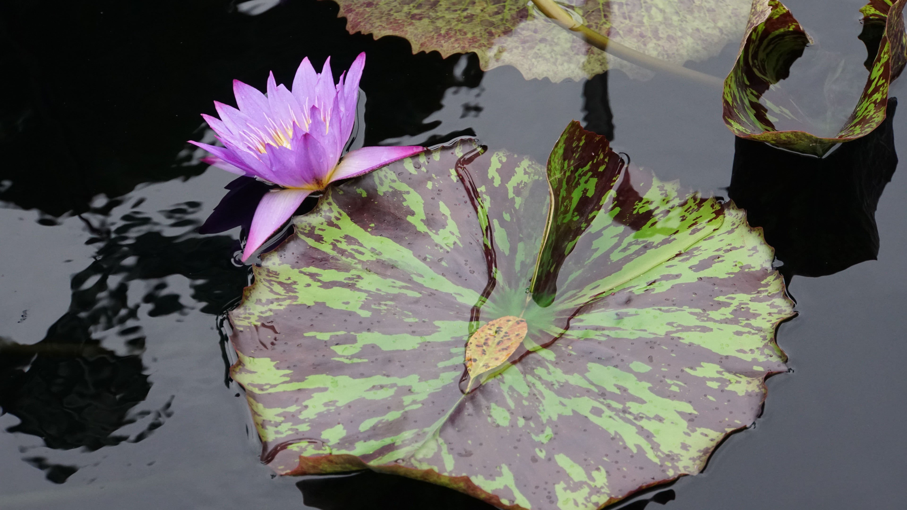 Sacred Lotus - HD Wallpaper 