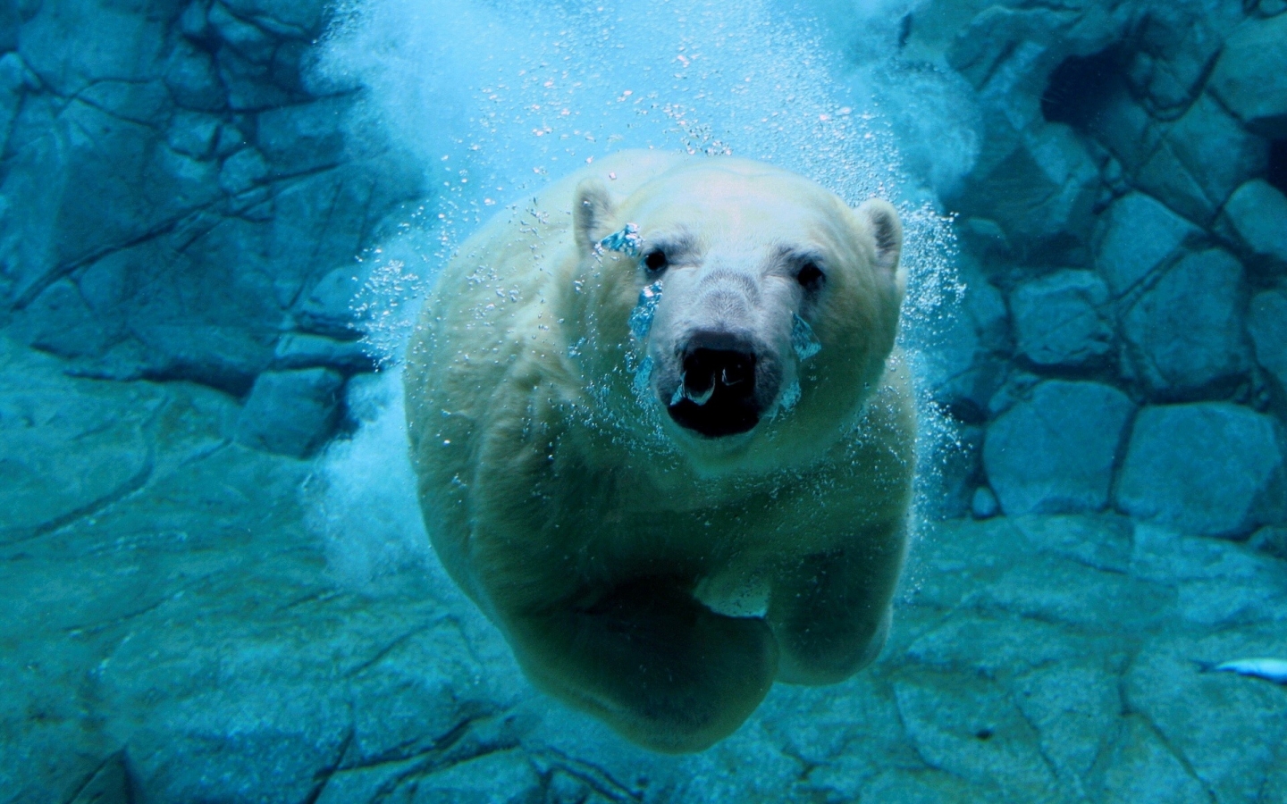 Swimming Polar Bear Wallpapers - Polar Bear - HD Wallpaper 