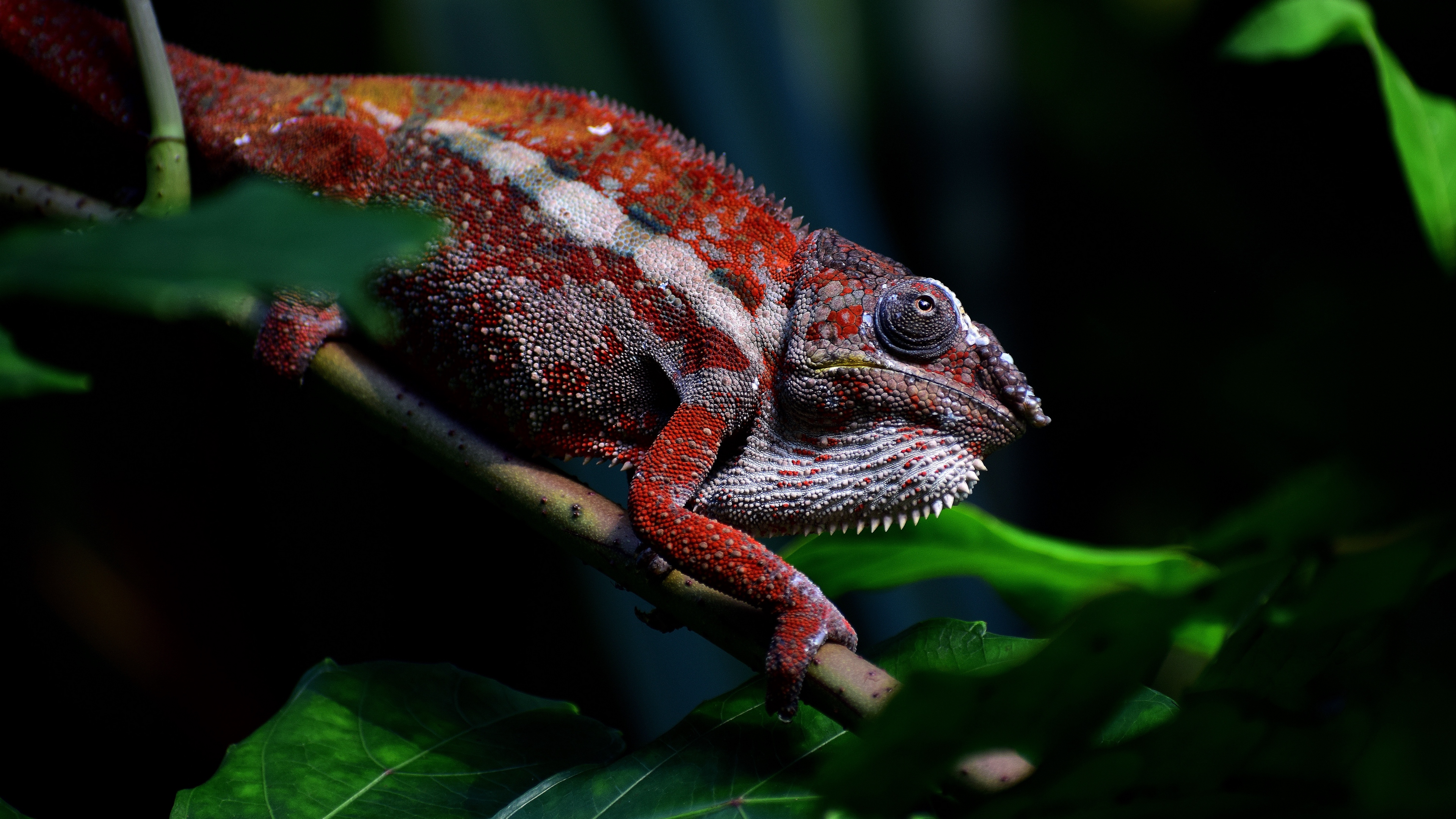 Wallpaper Chameleon, Reptile, Red, Branch, Exotic Chameleon Wallpaper