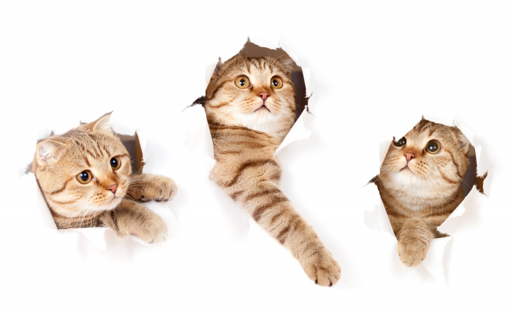 Three Cat - HD Wallpaper 