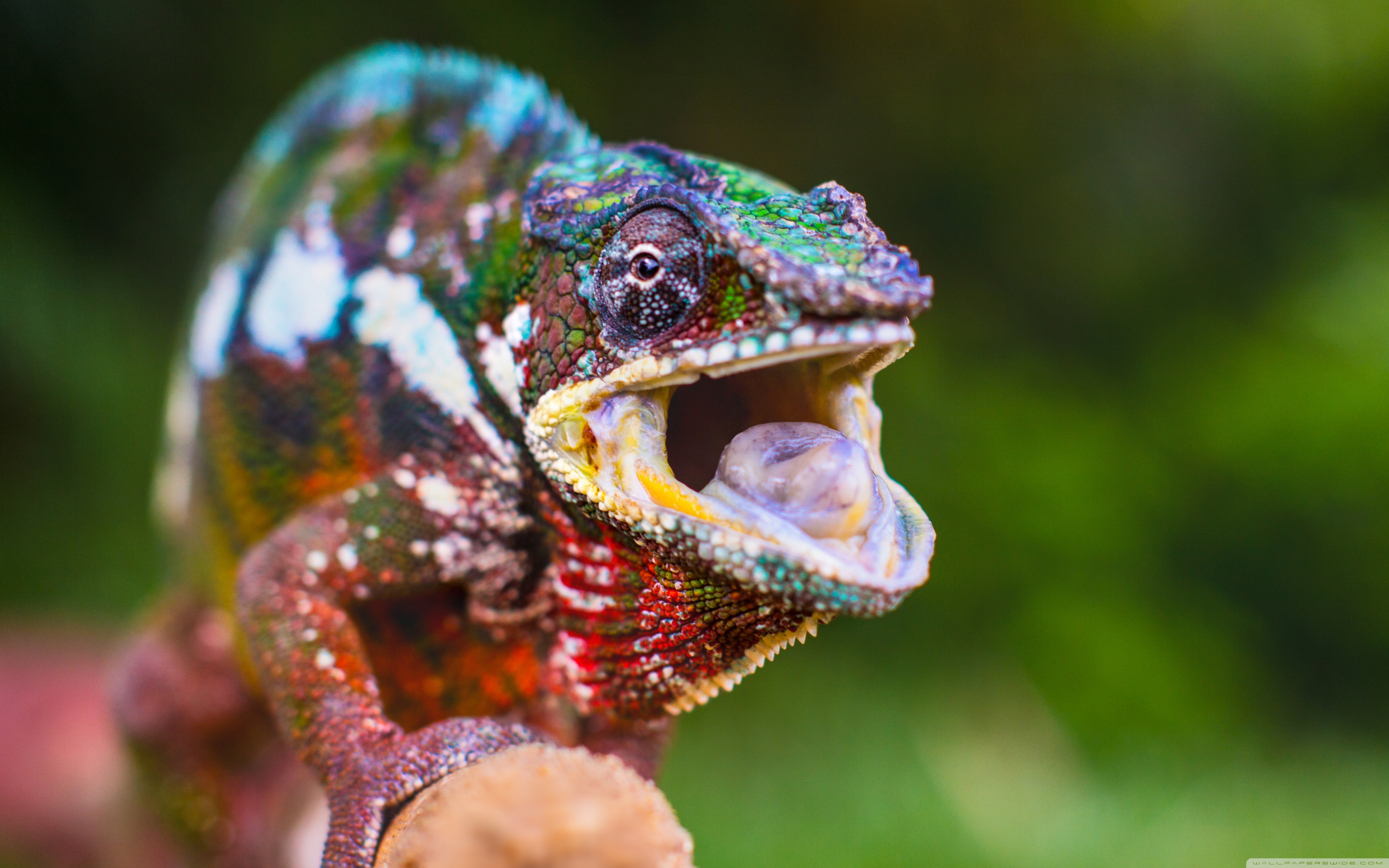 Chameleon Tongue Close Up - HD Wallpaper 