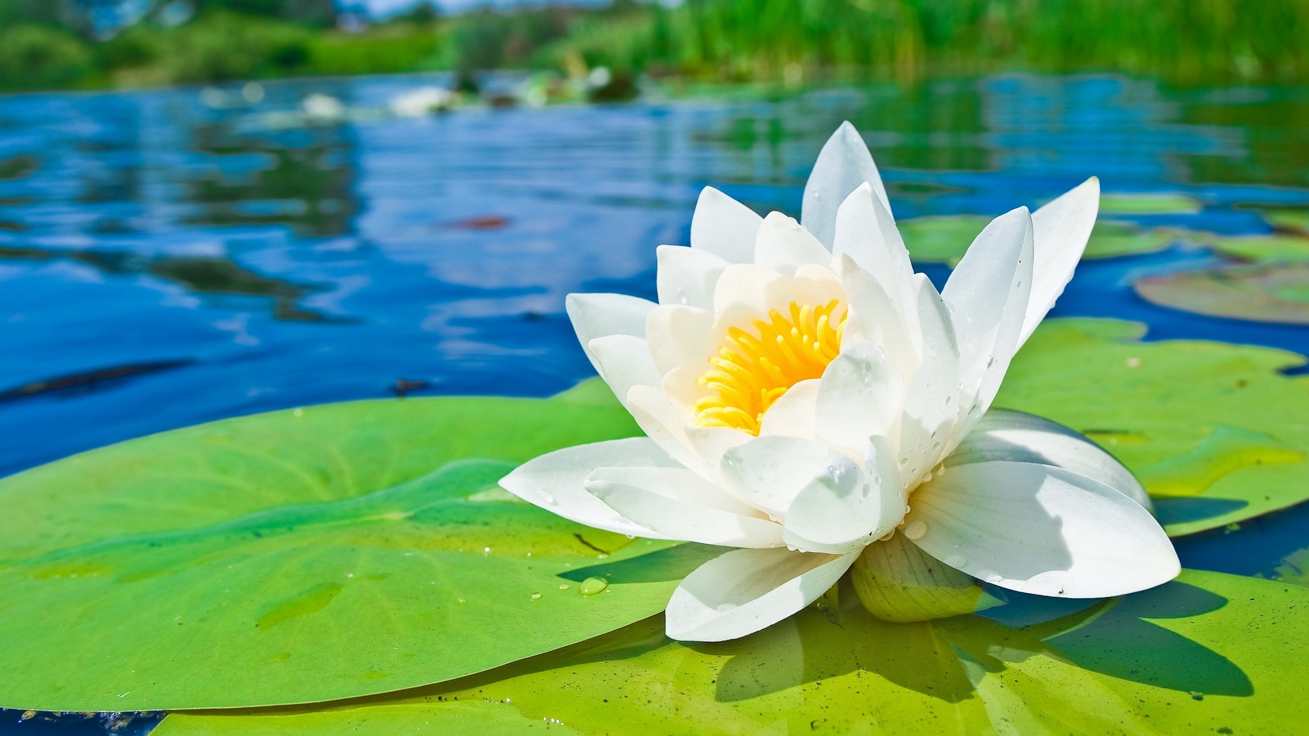 Seed Dispersal By Water Lotus - HD Wallpaper 