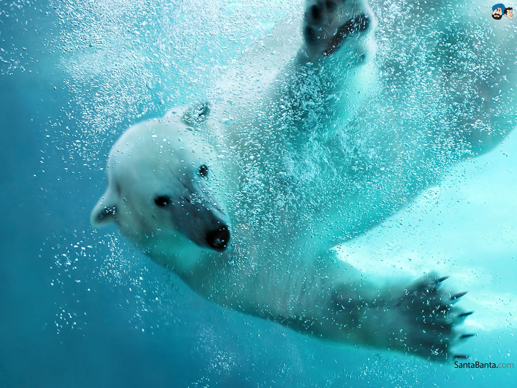 Polar Bears - Polar Bear - HD Wallpaper 