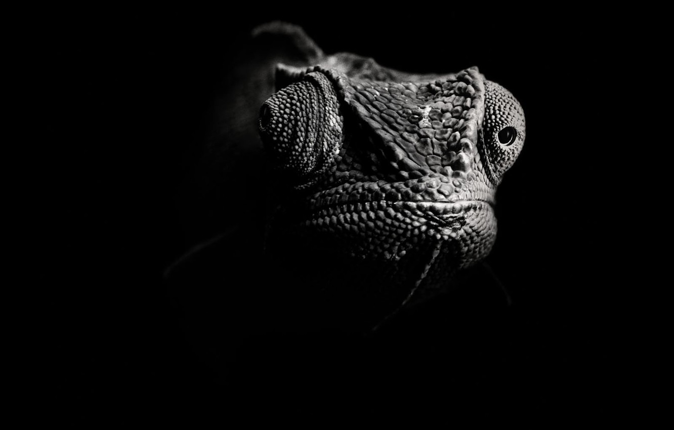 Photo Wallpaper Black And White, Lizard, Chameleon - Fondo De Pantalla Para Pc Negro - HD Wallpaper 