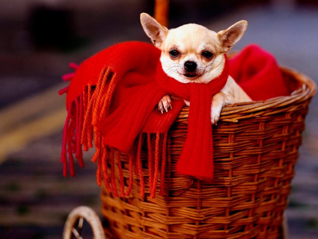 Chihuahua Christmas Wallpaper - Chihuahua Christmas - HD Wallpaper 