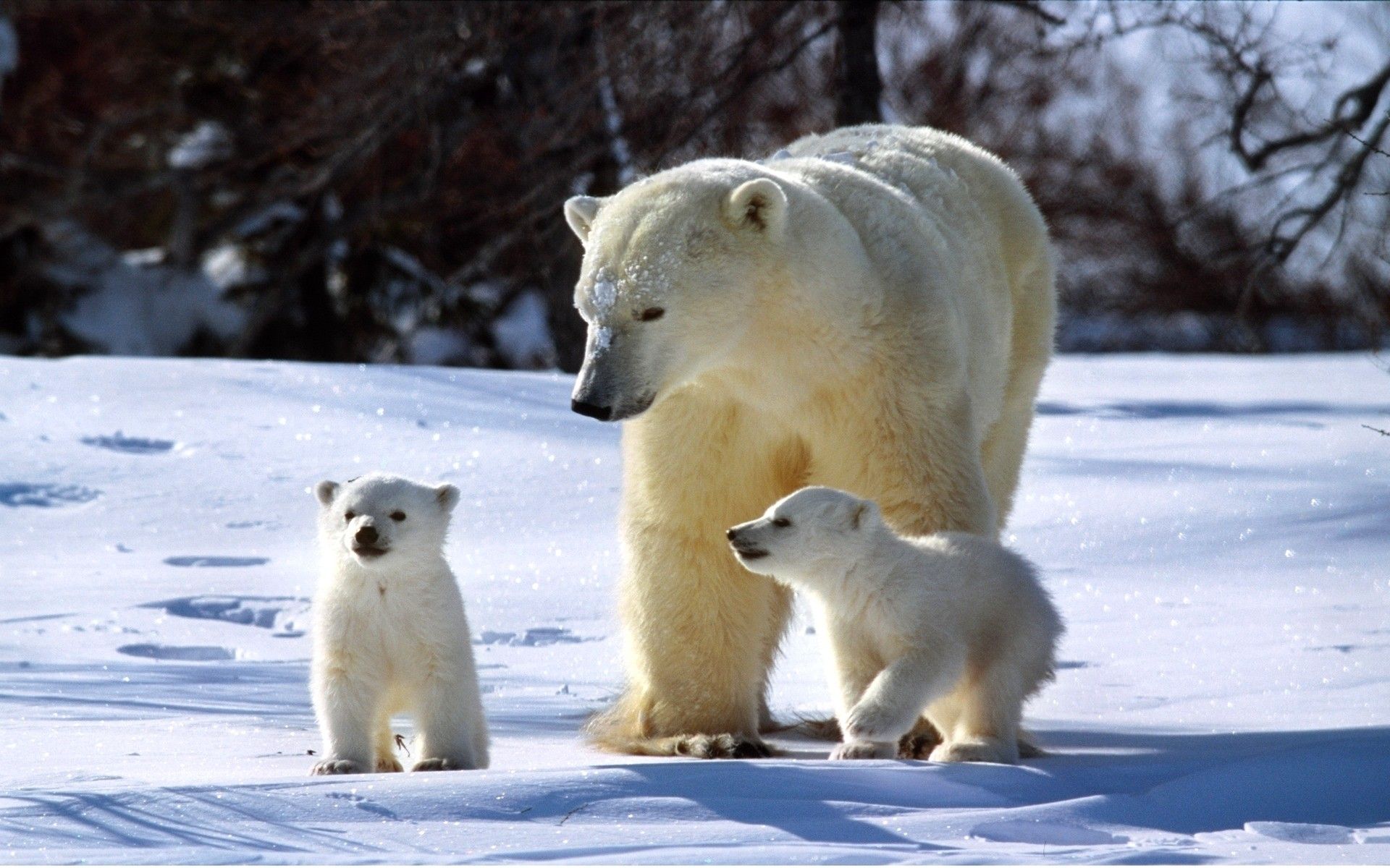 Cute Polar Bear Wallpaper For Iphone - Polar Bear High Quality - 1920x1200 Wallpaper Cute Polar Bear Wallpaper For Iphone - Polar Bear High Quality - 1920x1200 Wallpaper