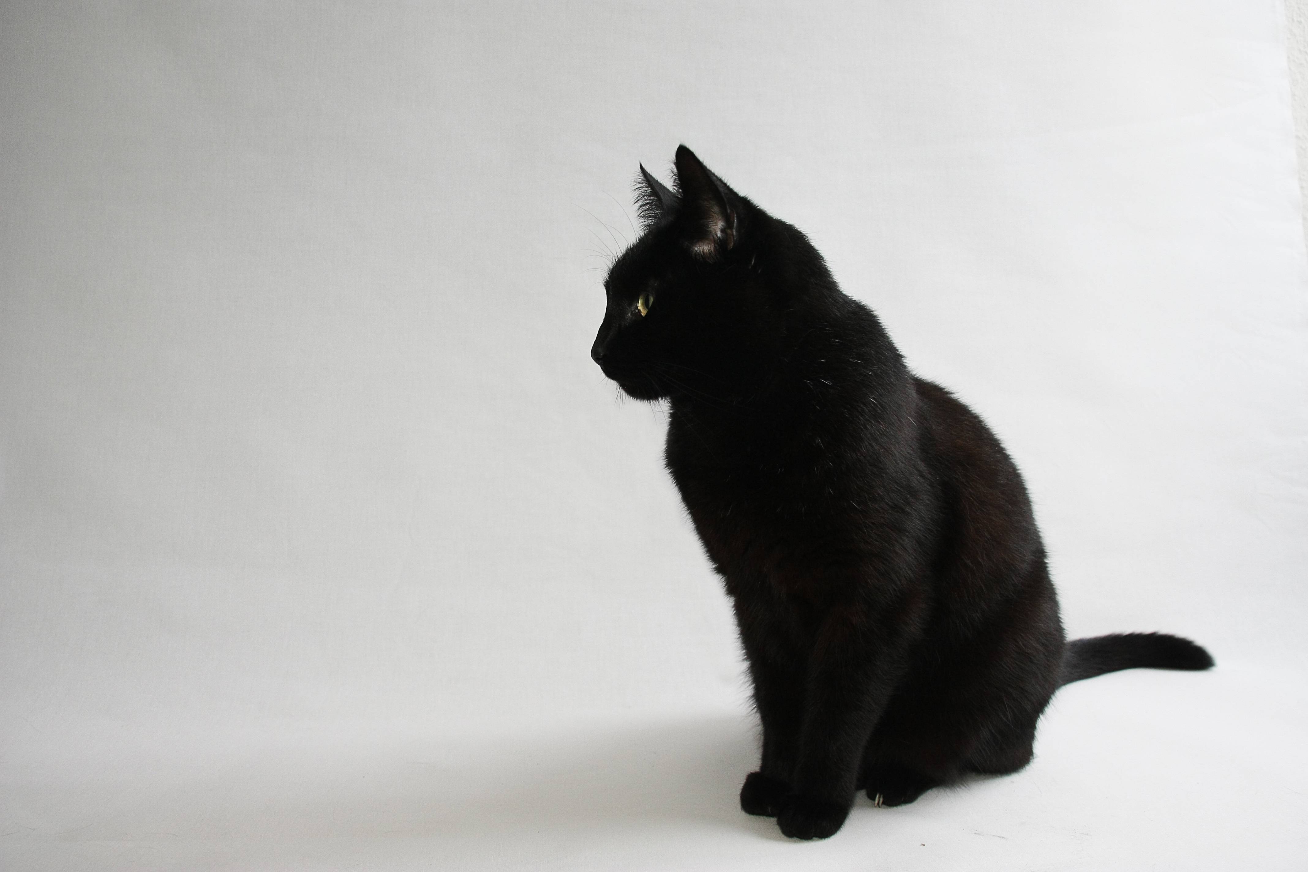 Black Cat Widescreen Wallpaper - Black Cats Safe Halloween - HD Wallpaper 