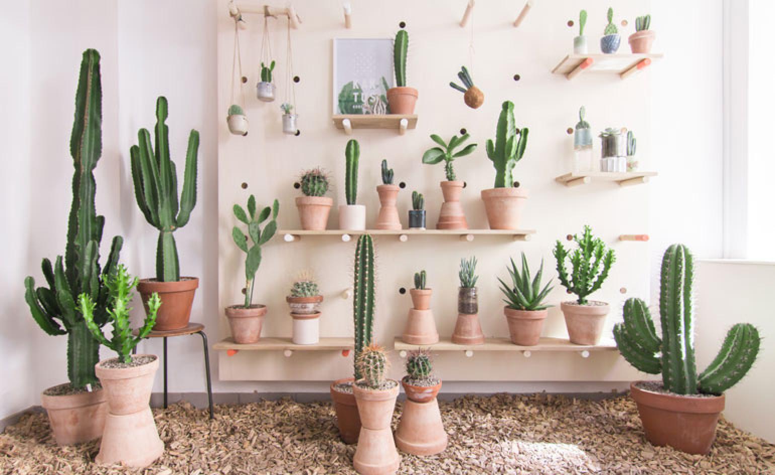 Decoracion Con Cactus Y Suculentas - HD Wallpaper 