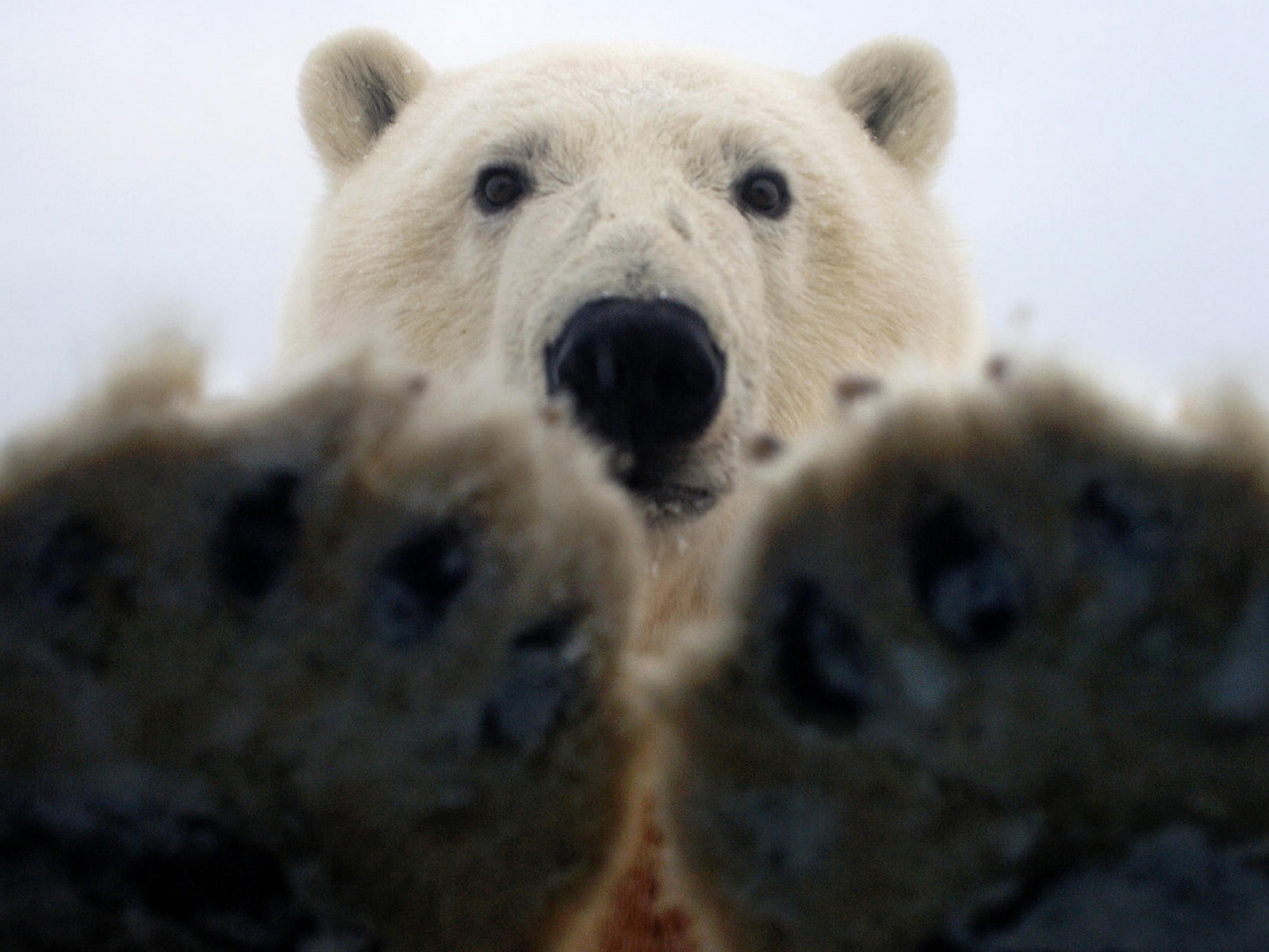 Favorite Polar Bear Pc Background Images, Gsfdcy - HD Wallpaper 