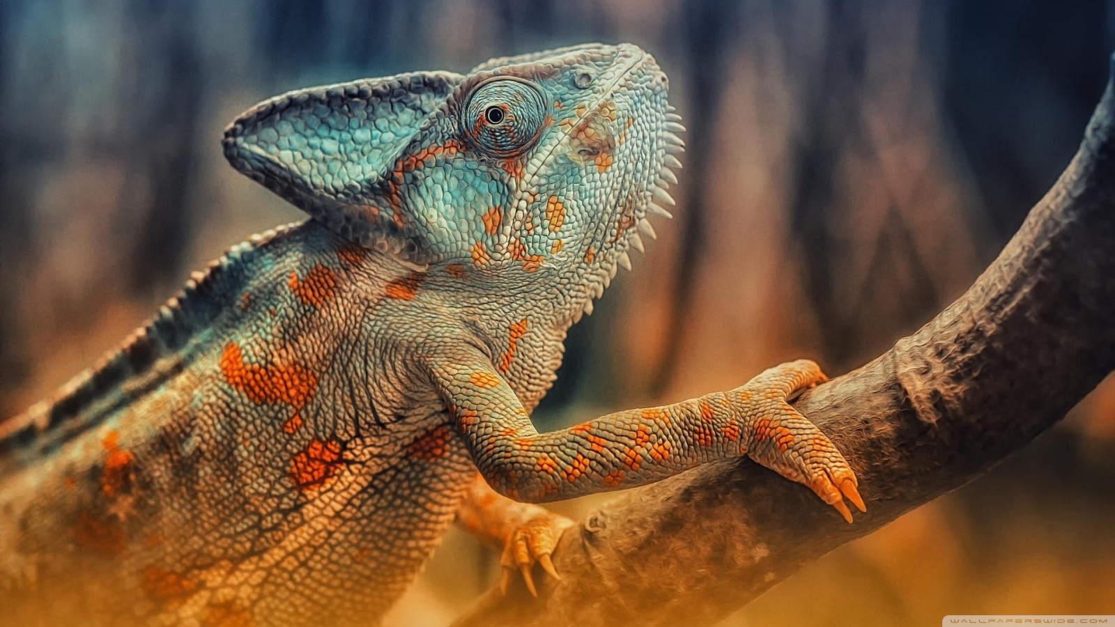 Chameleon Wallpaper Ultra Hd - HD Wallpaper 