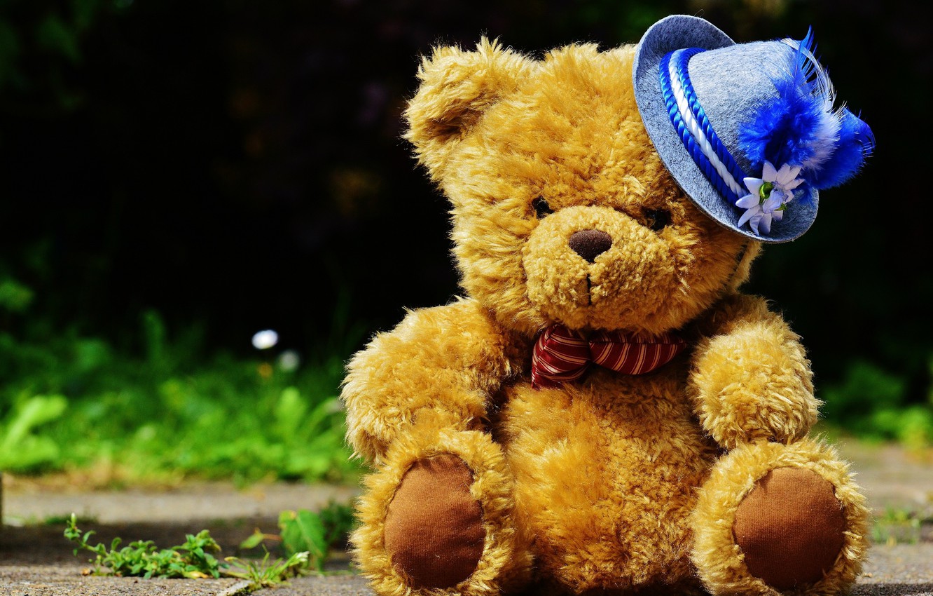 Photo Wallpaper Hat, Teddy Bear, Teddy Bear - Godaddy Go Central Blog - HD Wallpaper 