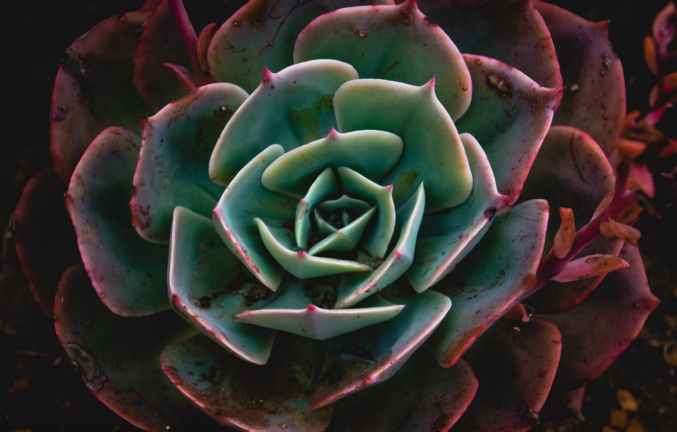 Photo Wallpaper Nature, Macro, Blur, Plant, Echeveria, - Succulent Plant - HD Wallpaper 