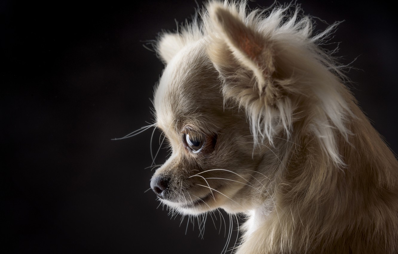 Photo Wallpaper Portrait, Dog, Muzzle, Black Background, - Chihuahua On Dark Background - HD Wallpaper 