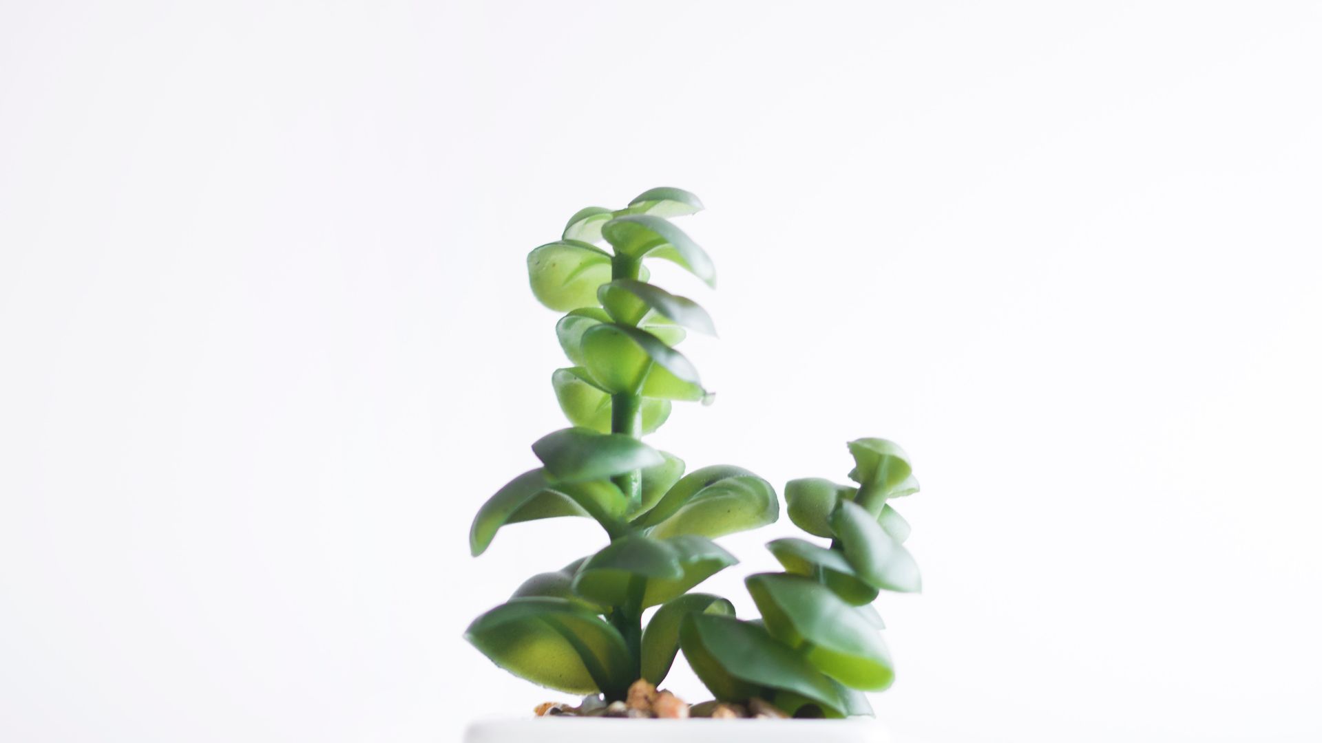Succulent Plant In White Pot - Minimal Plant - HD Wallpaper 