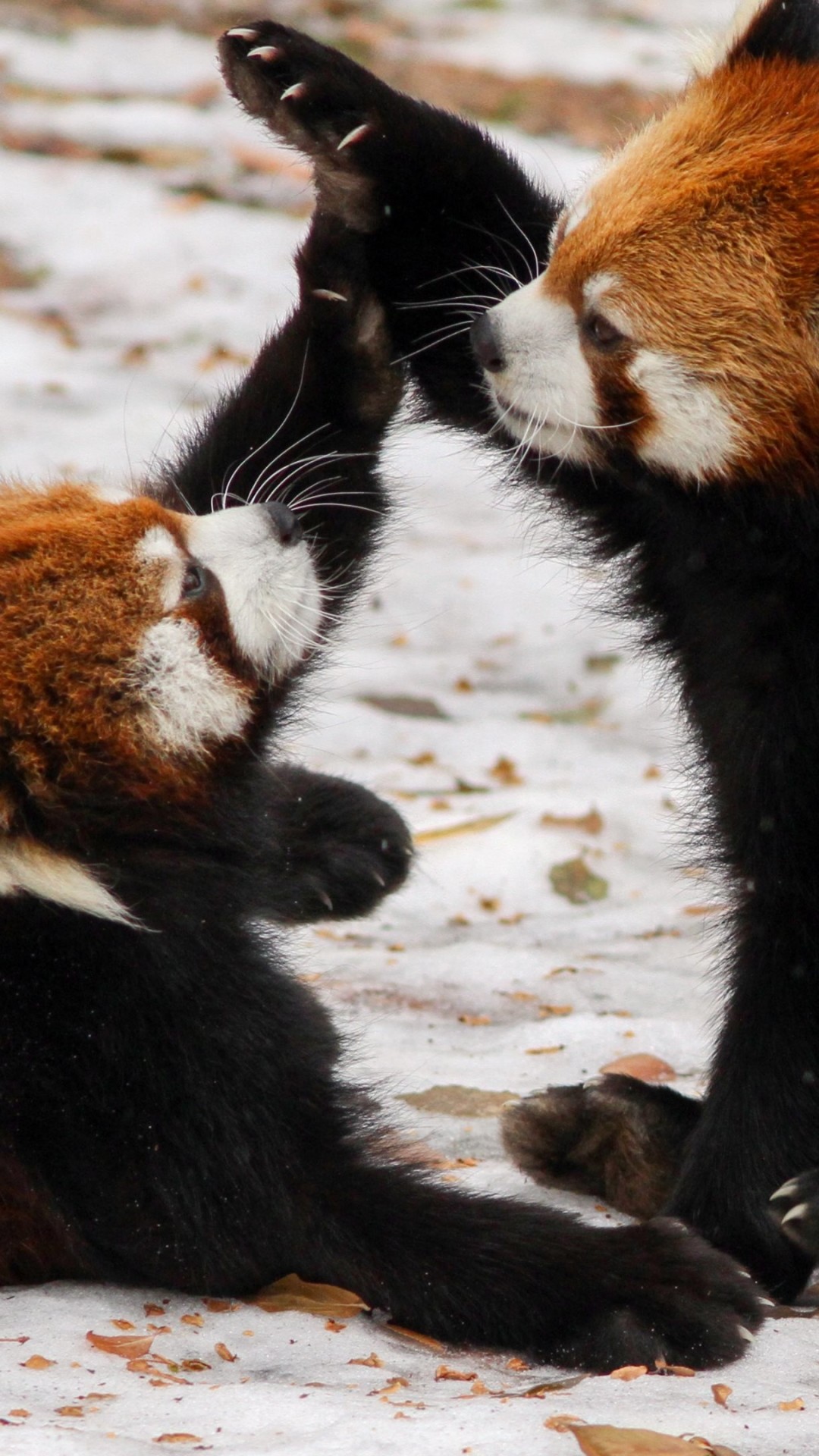 Wallpaper Data Src Cute Red Panda Wallpaper Iphone 1080x19 Wallpaper Teahub Io Wallpaper Data Src Cute Red Panda Wallpaper Iphone 1080x19 Wallpaper Teahub Io