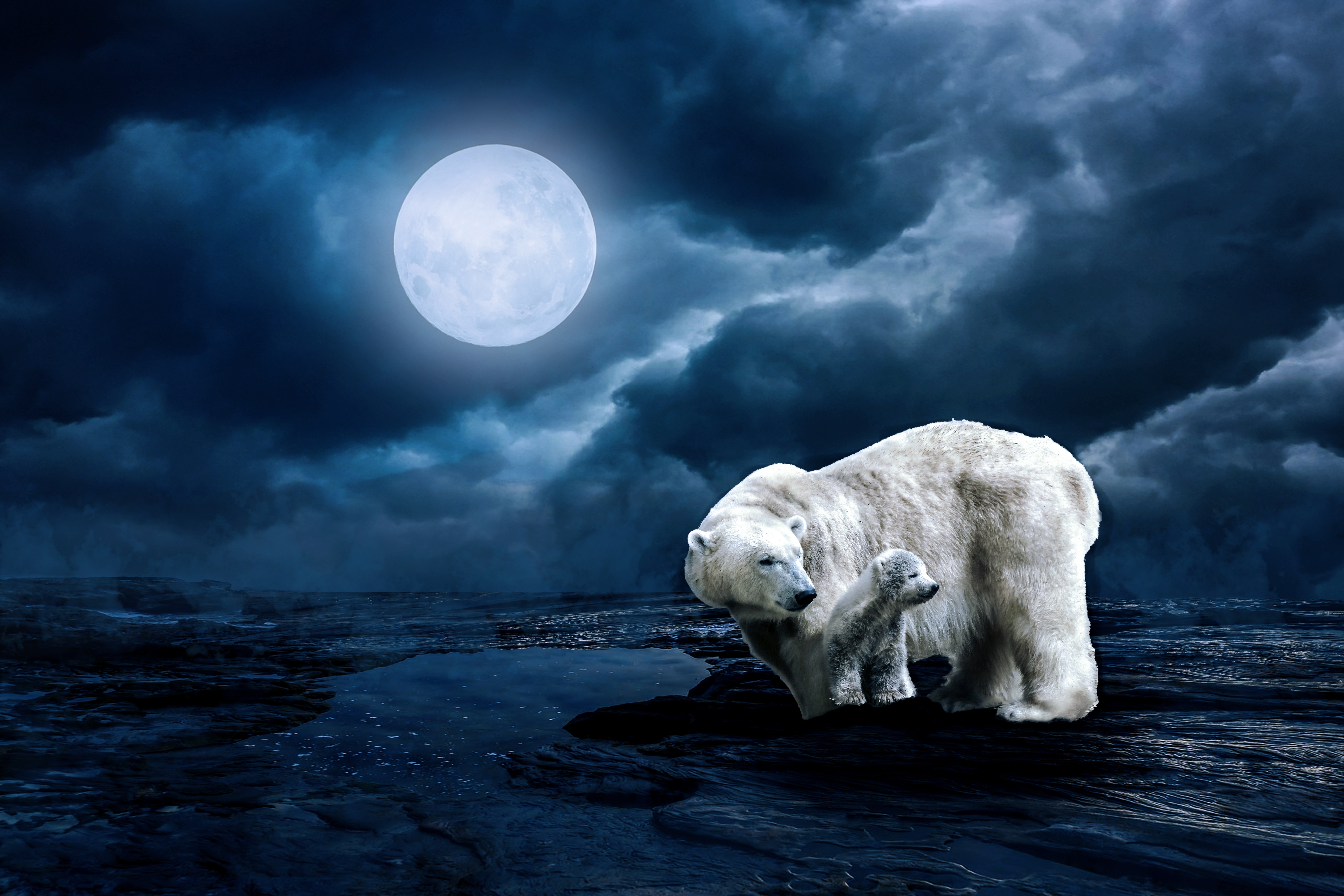 Polar Bear Wallpaper 4k - HD Wallpaper 