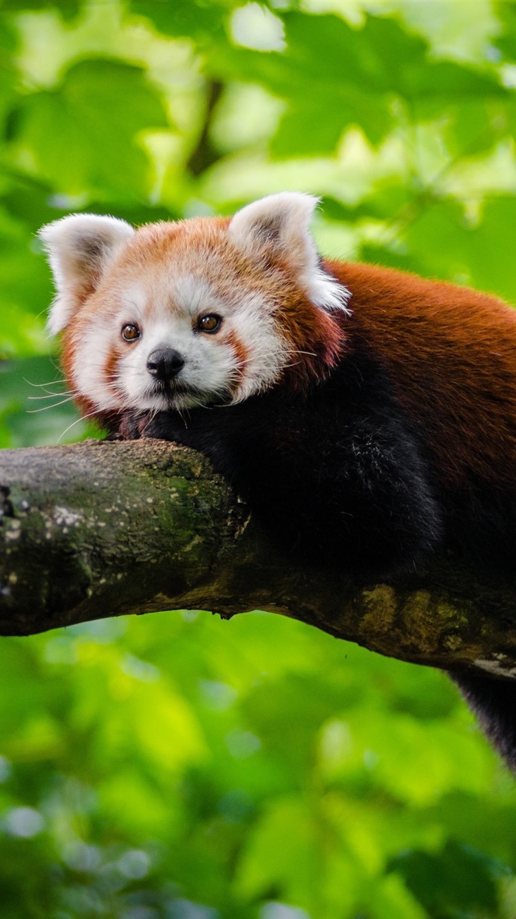 Iphone Wallpaper Red Panda Rest, Tree, Green Leaves - HD Wallpaper 