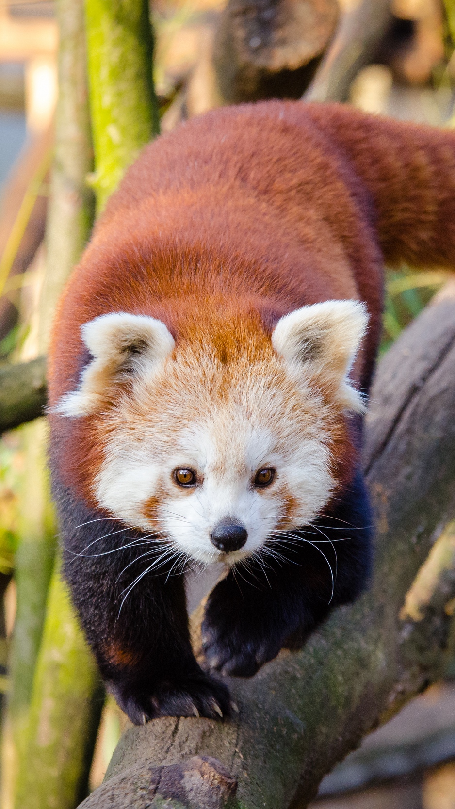 Wallpaper Lesser Panda, Red Panda, Walk - Red Panda Wallpaper Iphone - HD Wallpaper 