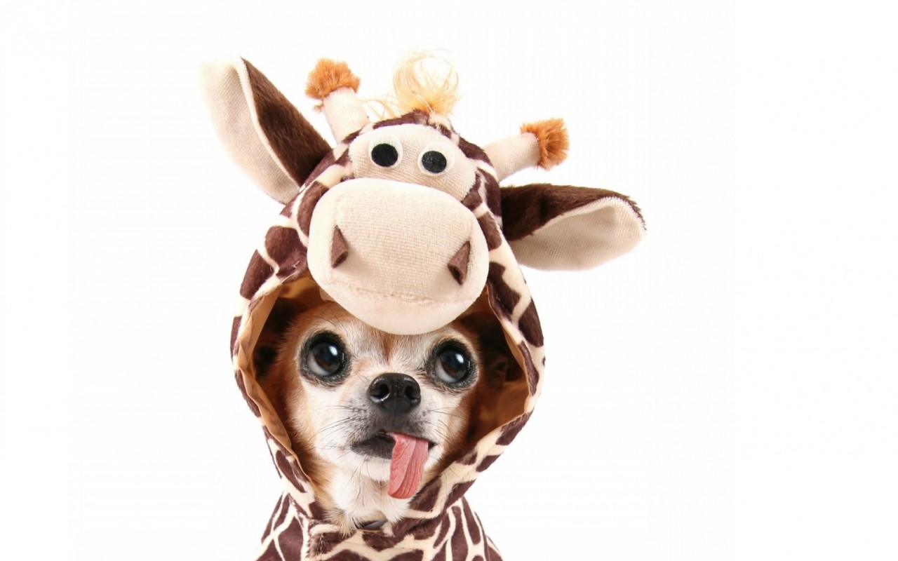 Chihuahua Giraffe Costum Wallpapers - Chihuahua Wallpaper Hd - HD Wallpaper 